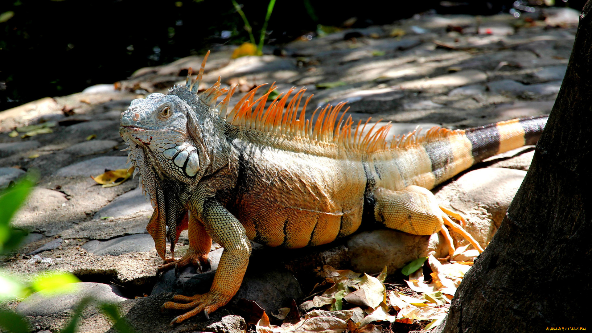 животные, Ящерицы, , игуаны, , вараны, игуана