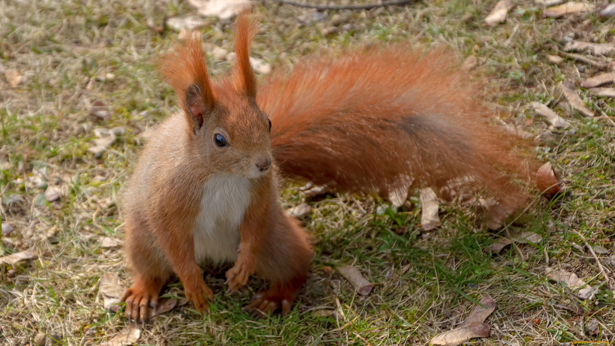 животные, белки, белка