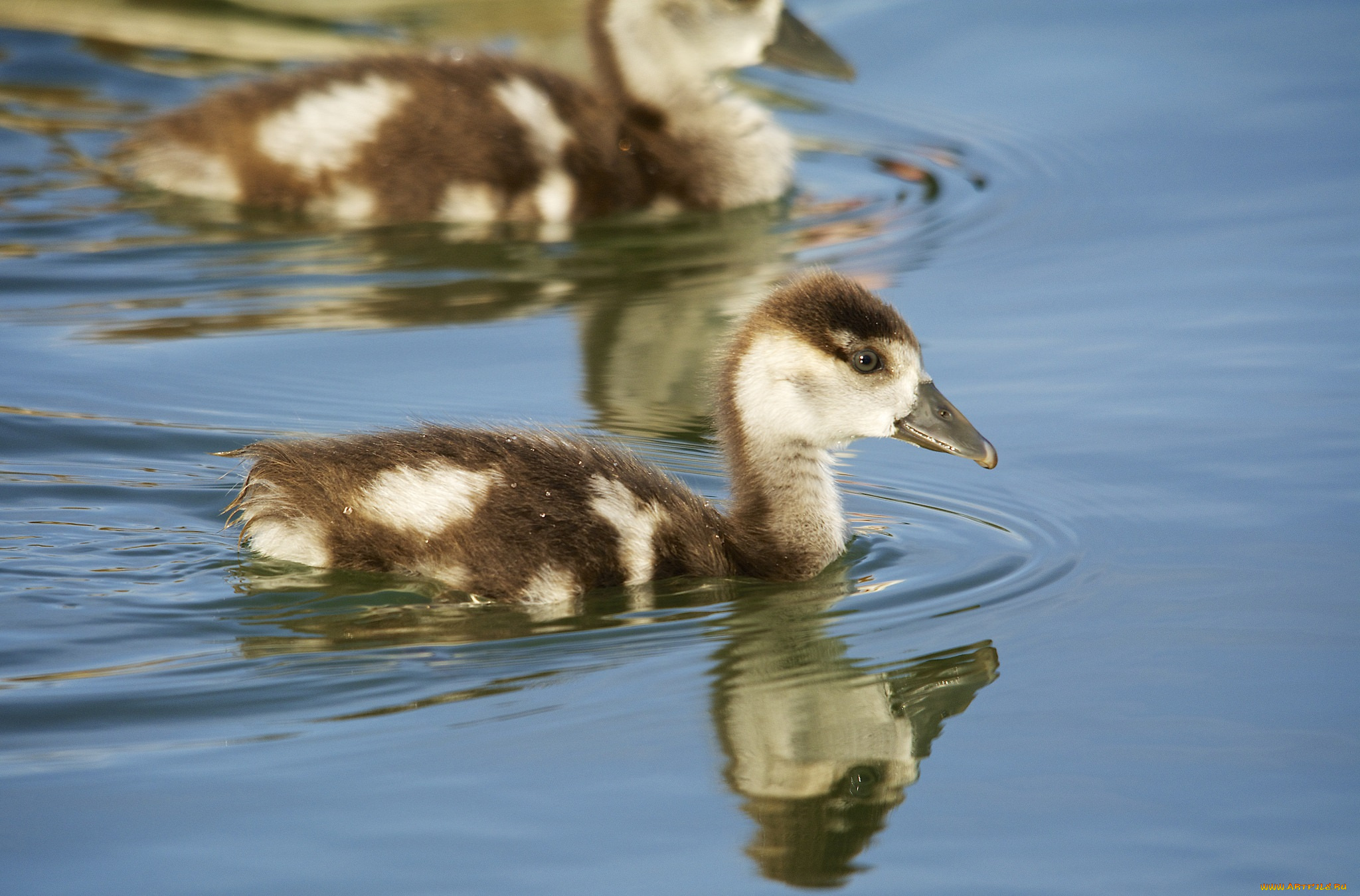 животные, утки, озеро, плывёт, вода, утёнок