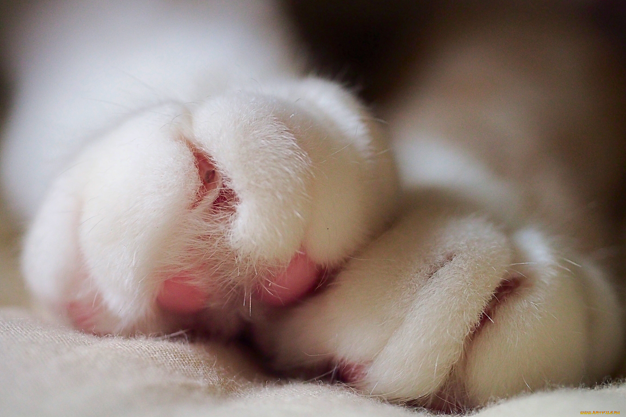 разное, -, другое, лапки, макро, белые, кошачьи