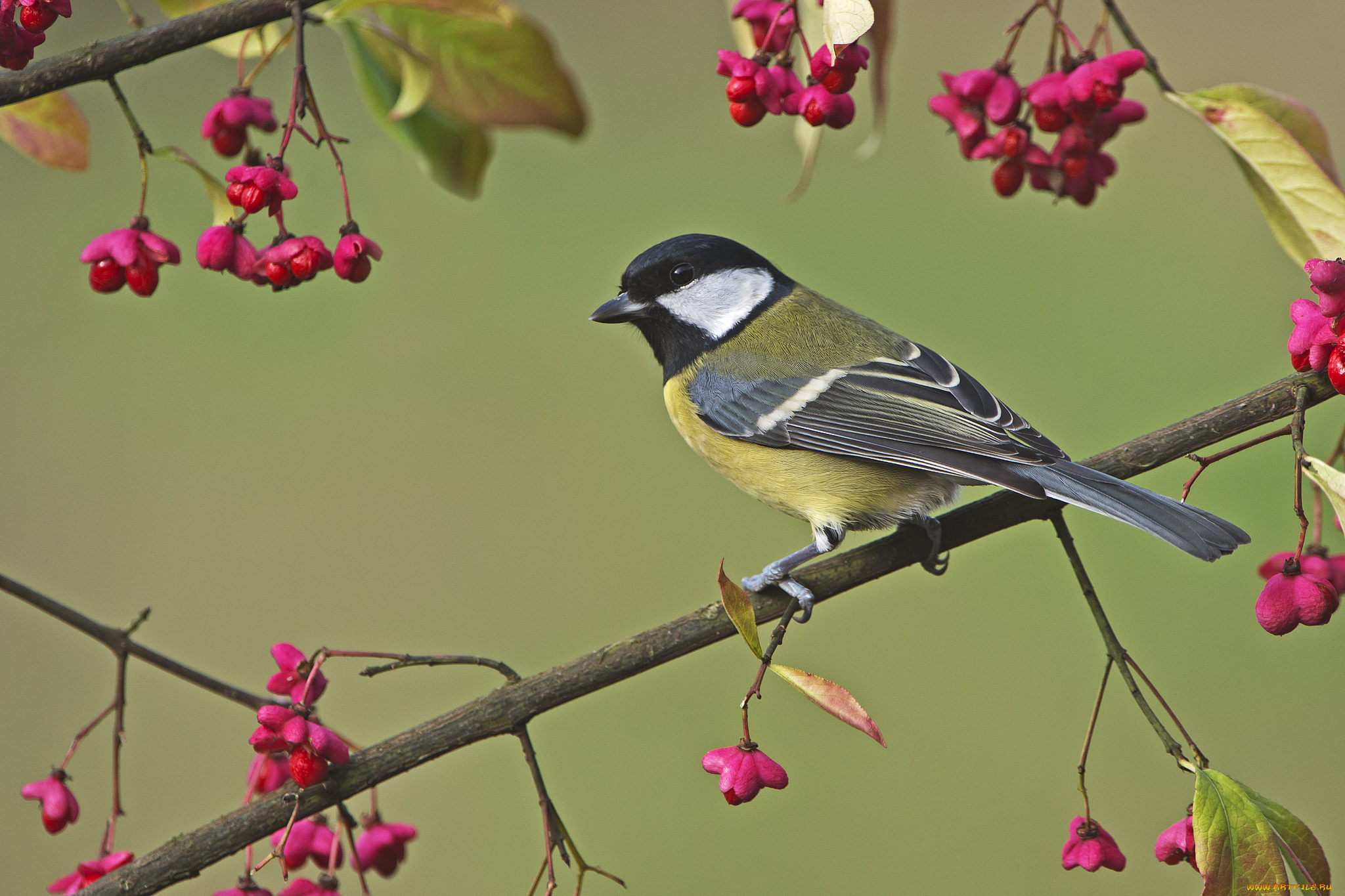 животные, синицы, , лазоревки, фон, птица, синица, ветки, цветы
