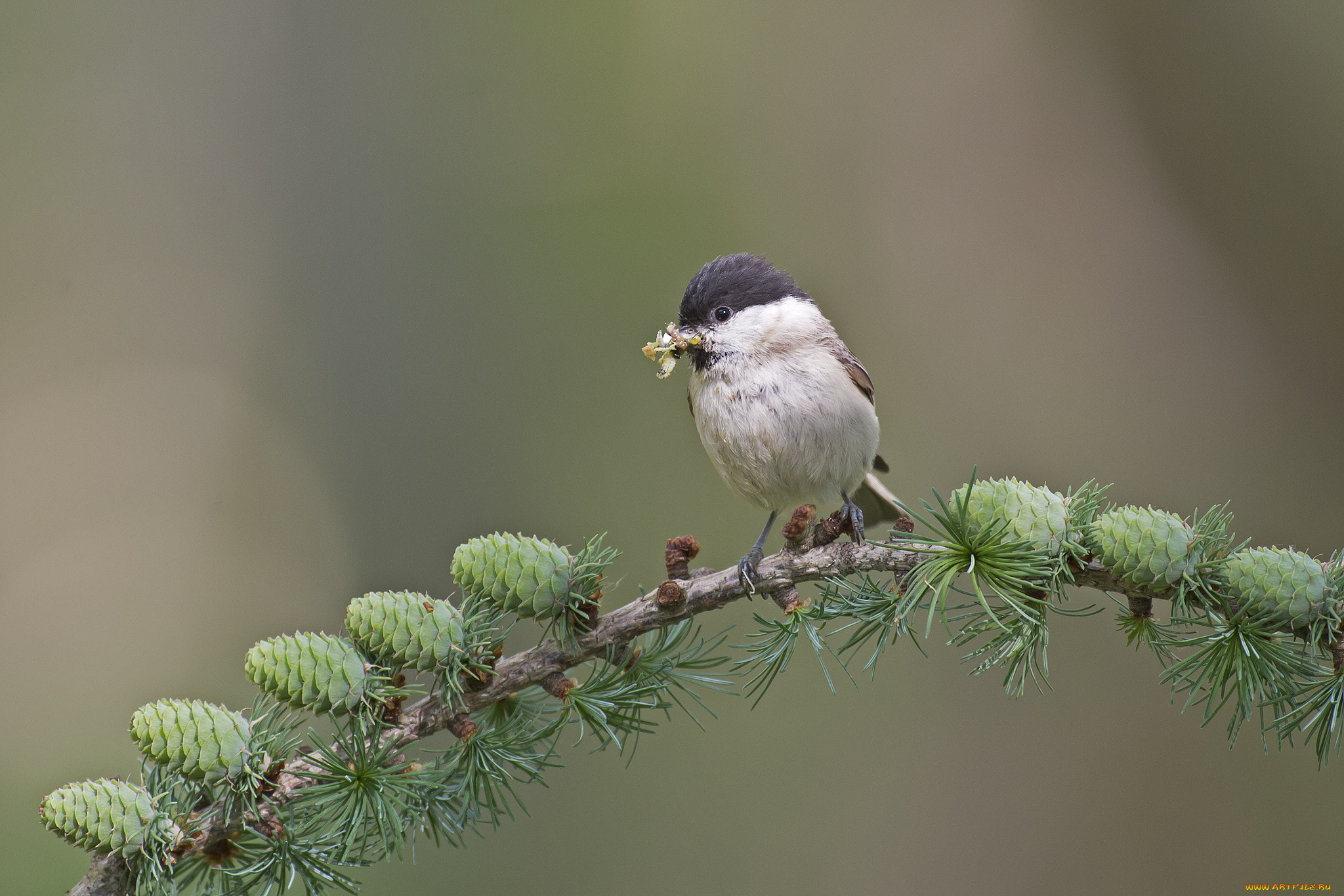 животные, птицы, ветка, шишки, птица, фон