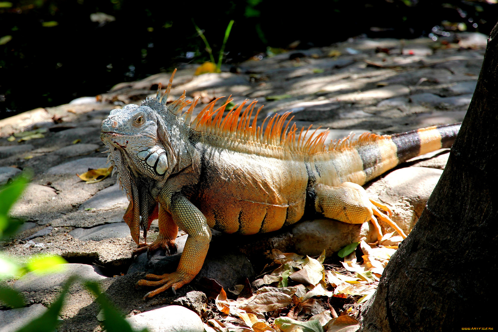 животные, Ящерицы, , игуаны, , вараны, игуана