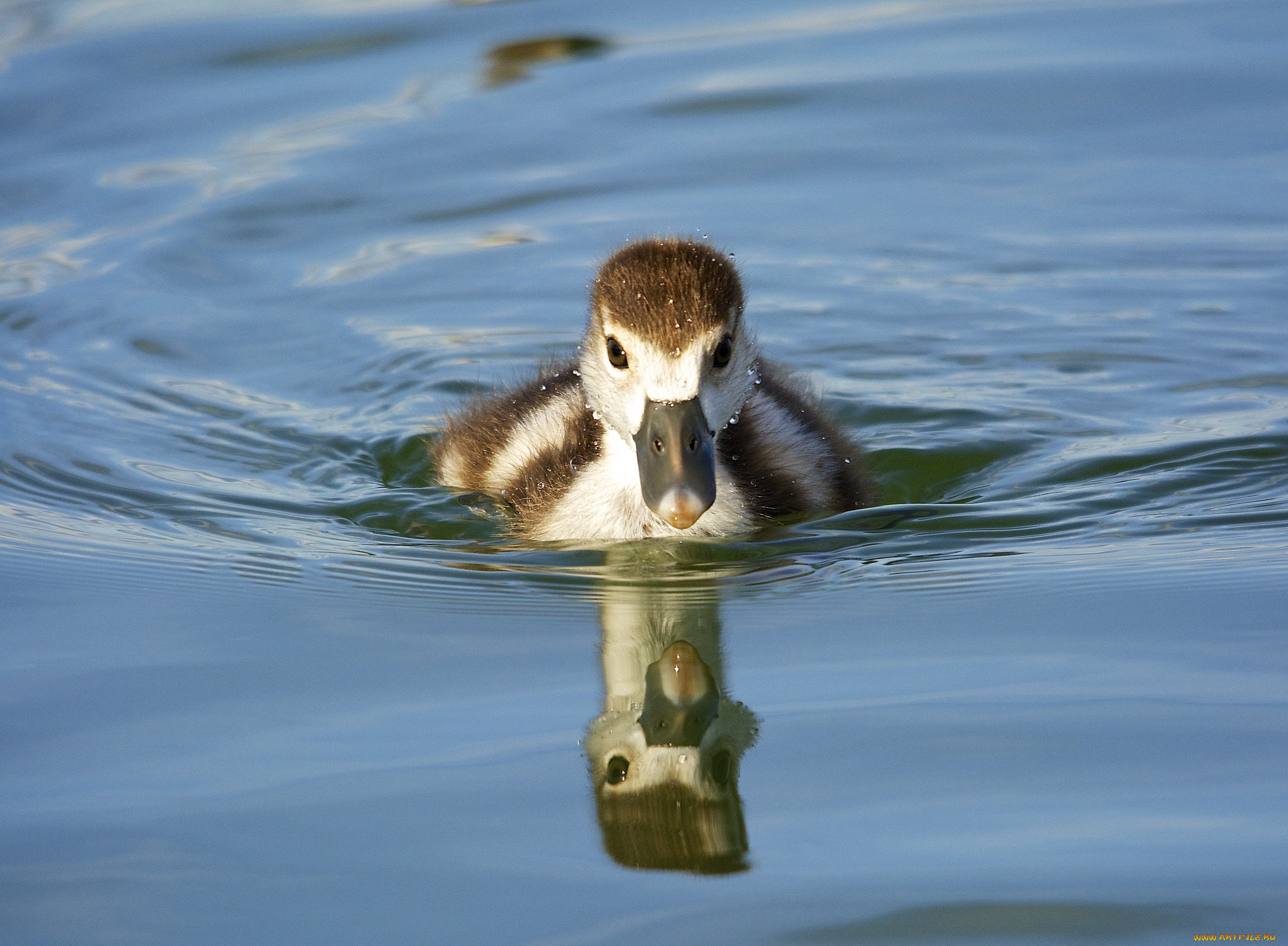 животные, утки, озеро, плывёт, вода, утёнок