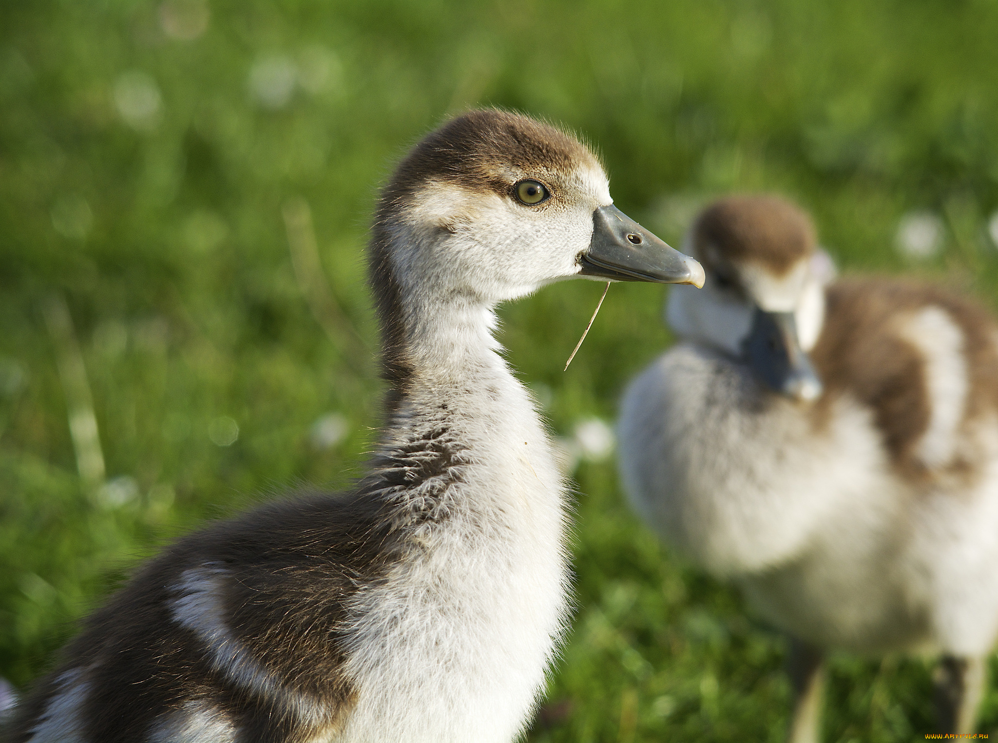 животные, утки, трава, луг, утёнок
