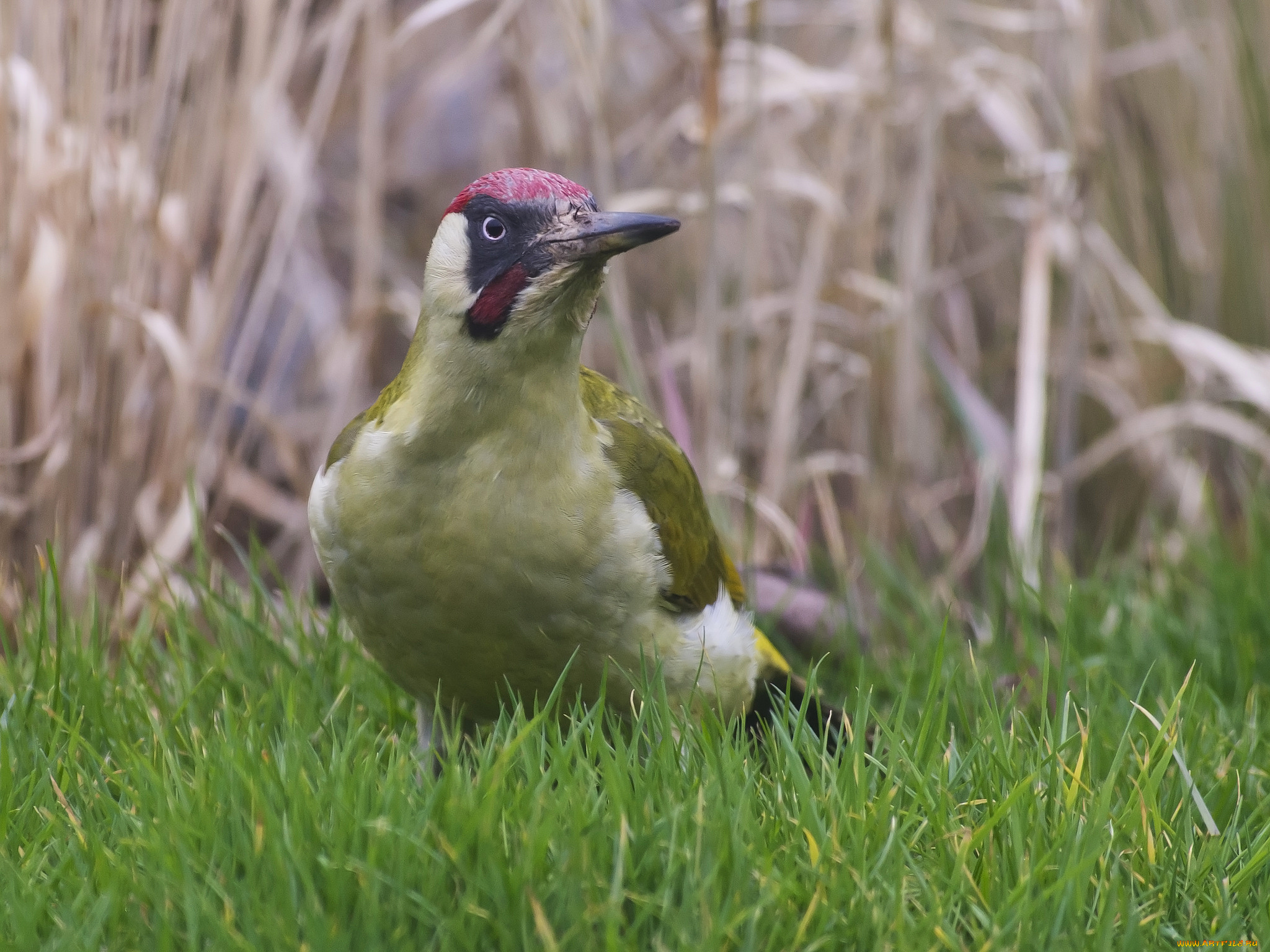 животные, дятлы, птица, луг, трава