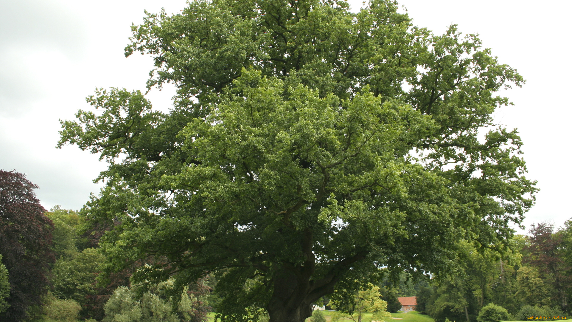 дуб, природа, деревья, дерево