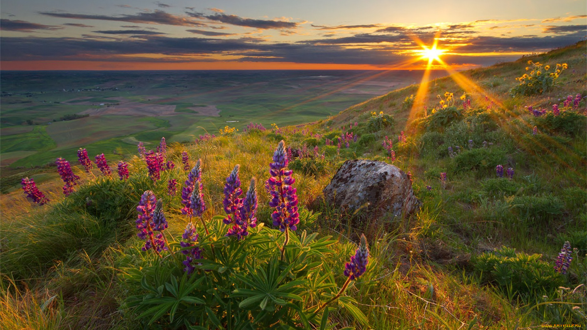 природа, луга, солнце, цветы, трава, горы