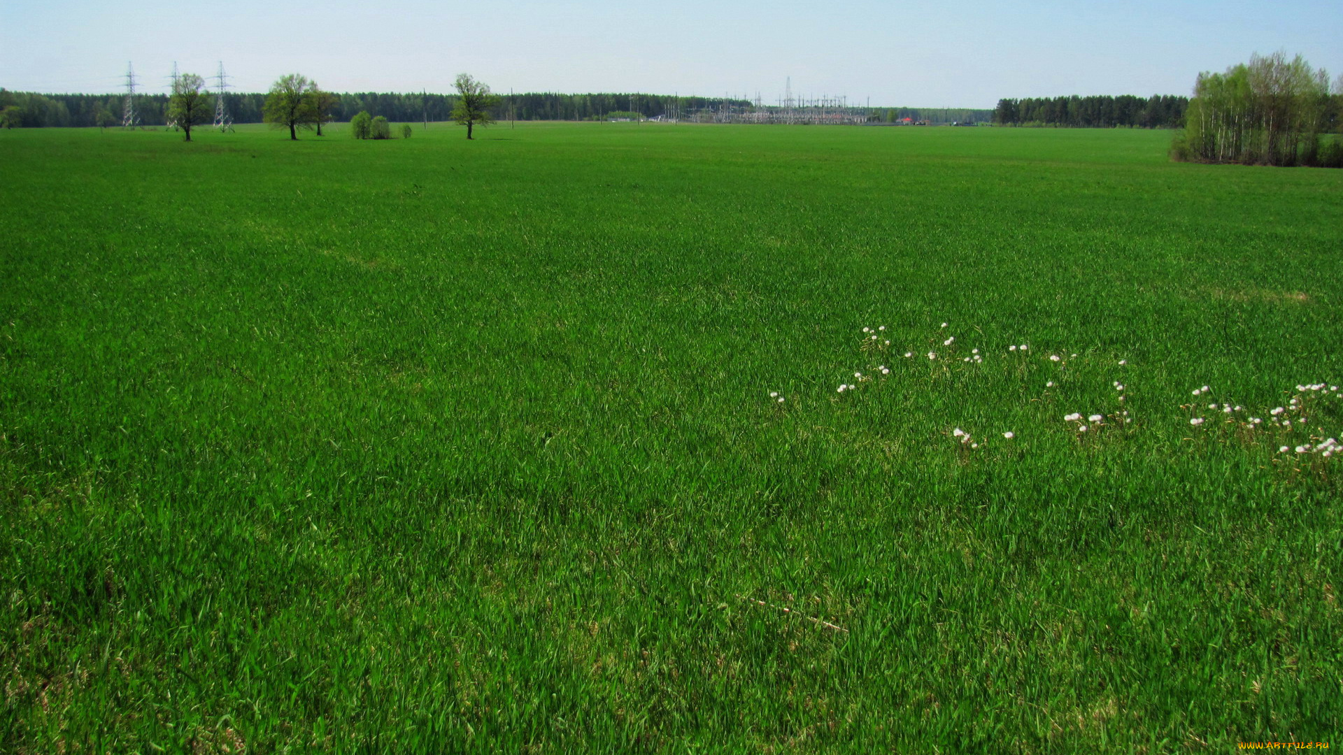 природа, луга, трава