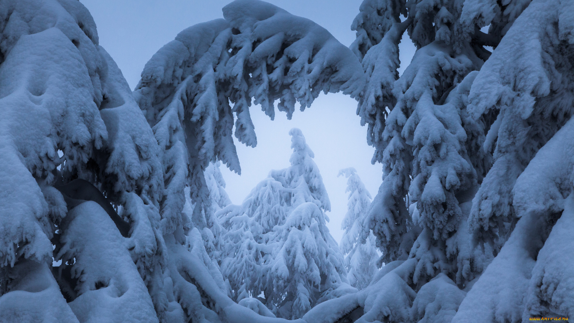 природа, зима, деревья, снег