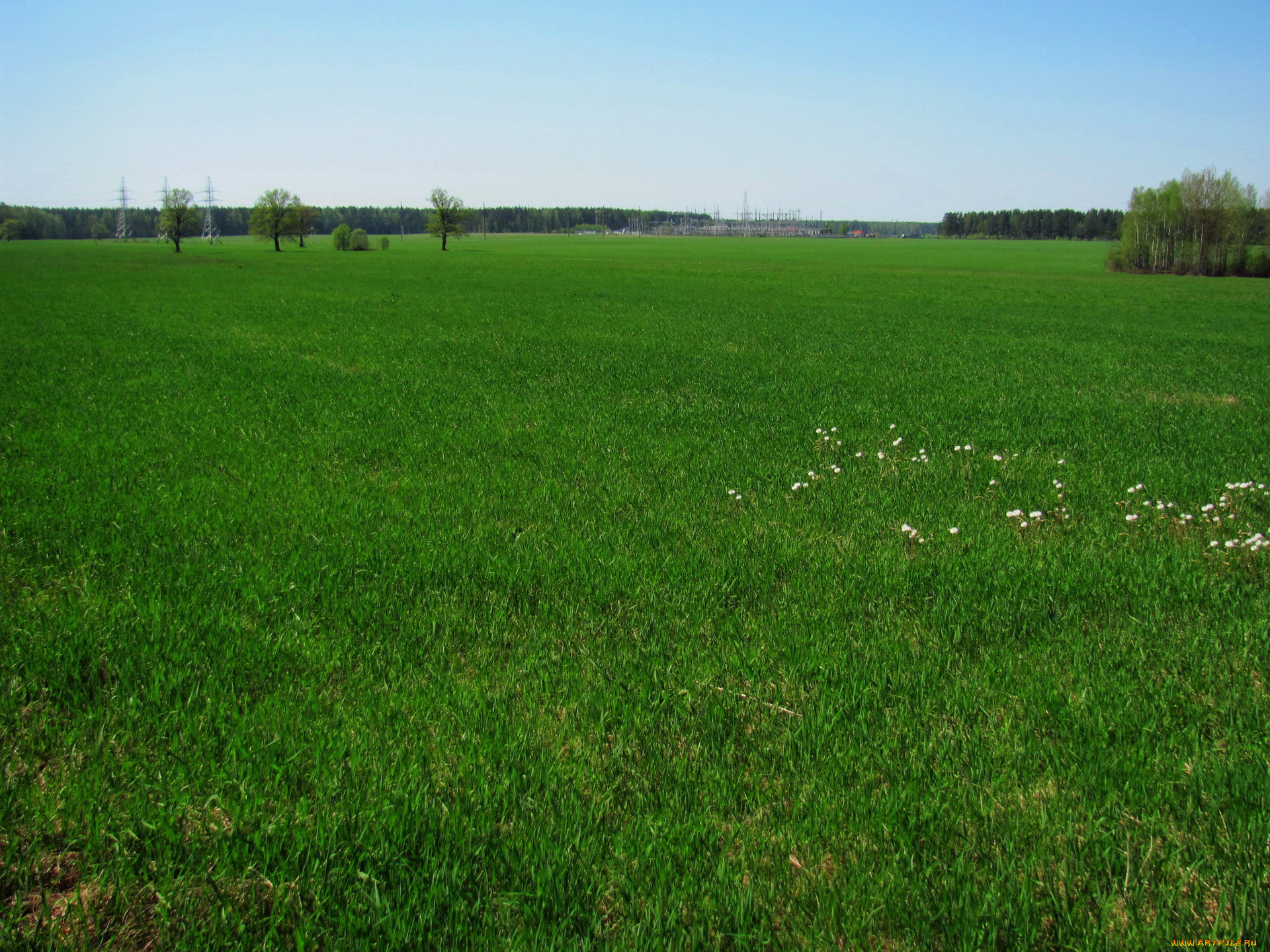 природа, луга, трава