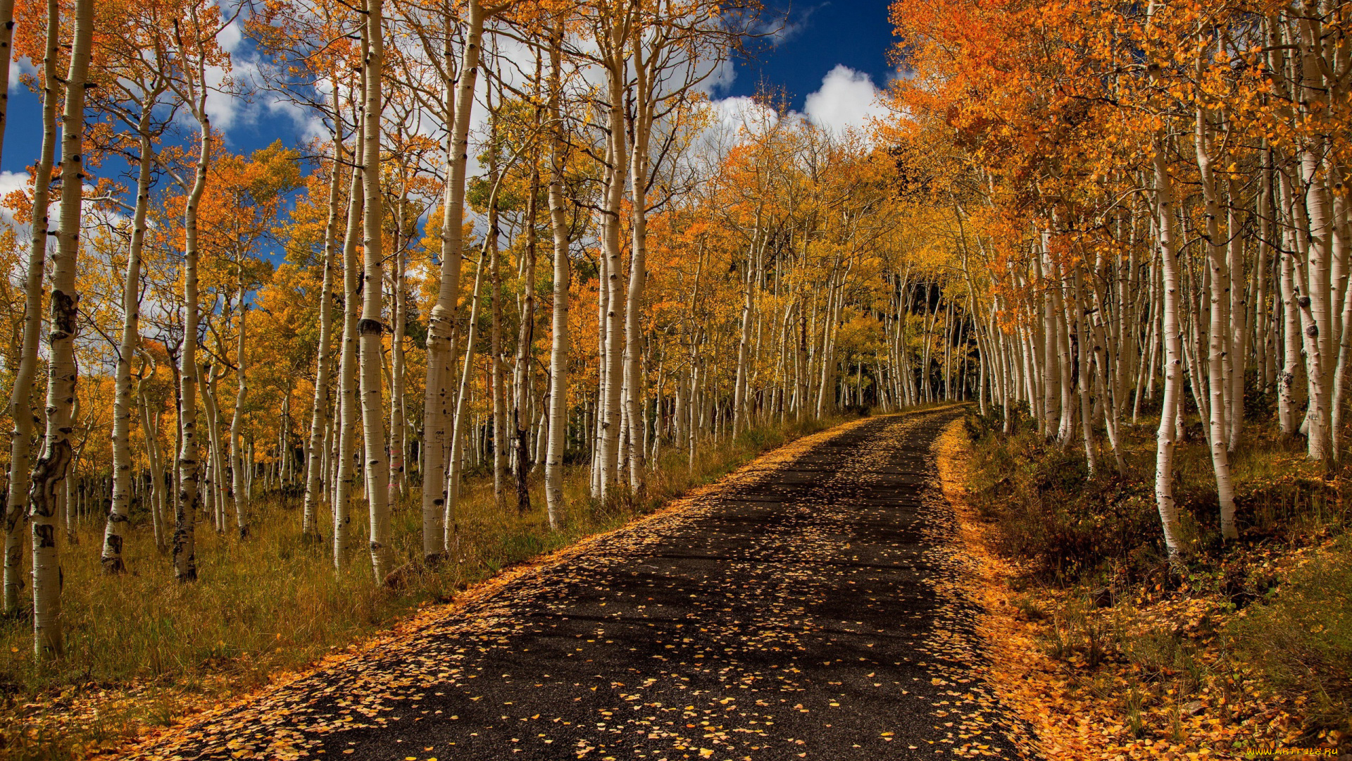 природа, дороги, листопад, листва, осень, березы
