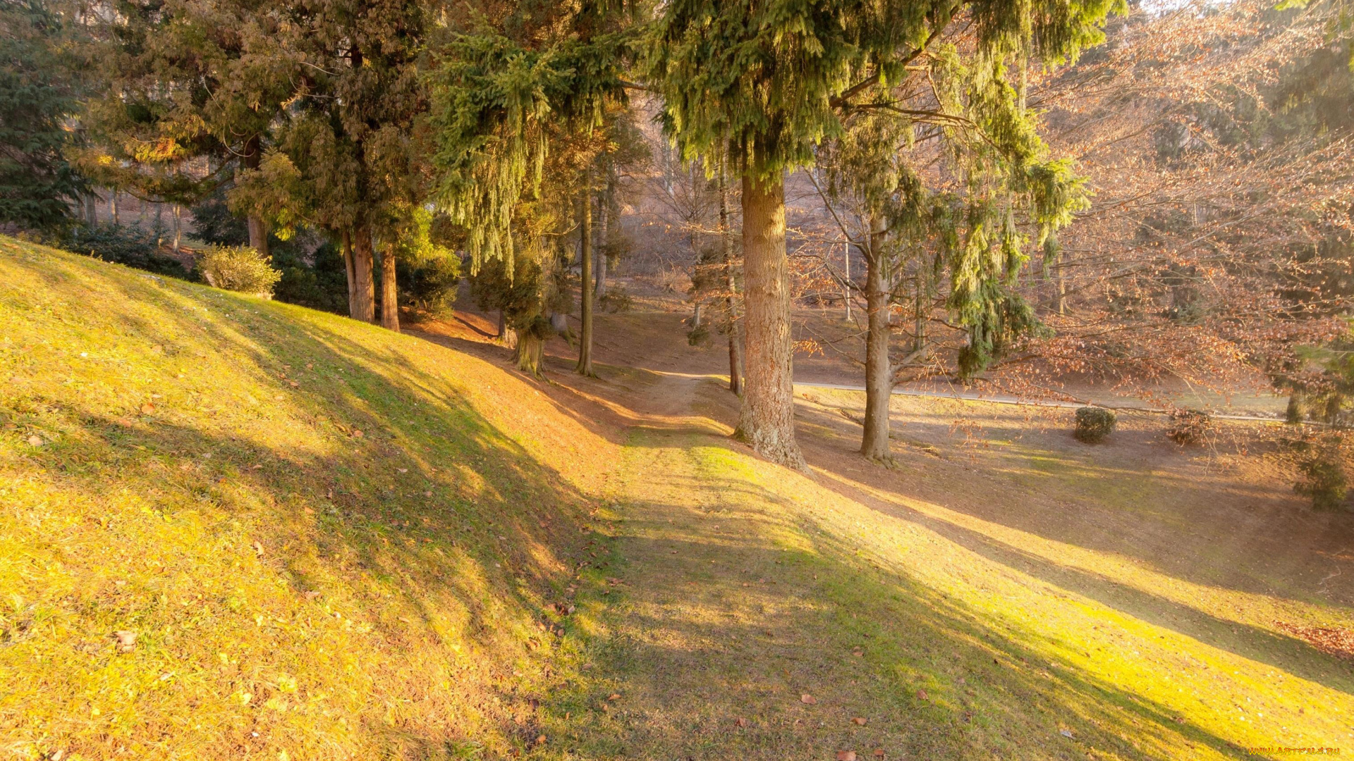 природа, лес, осень, деревья, тропинка