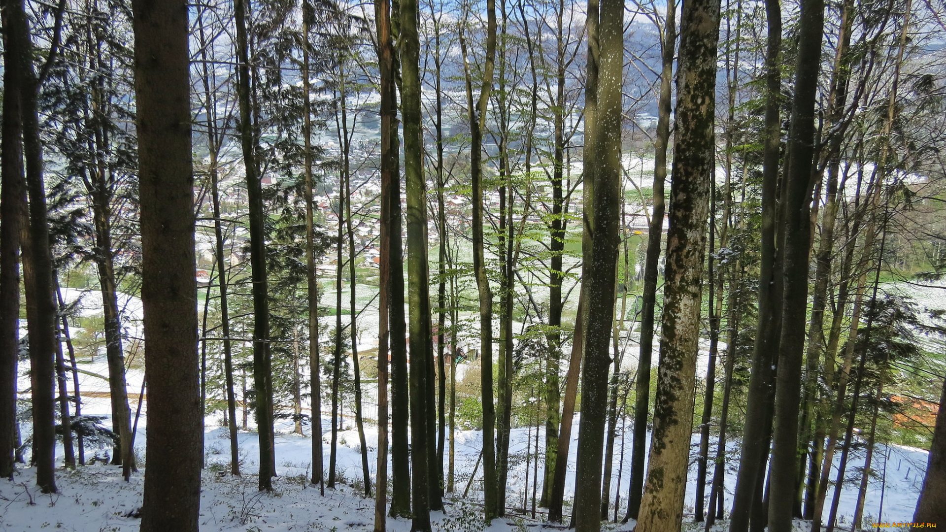 природа, лес, снег