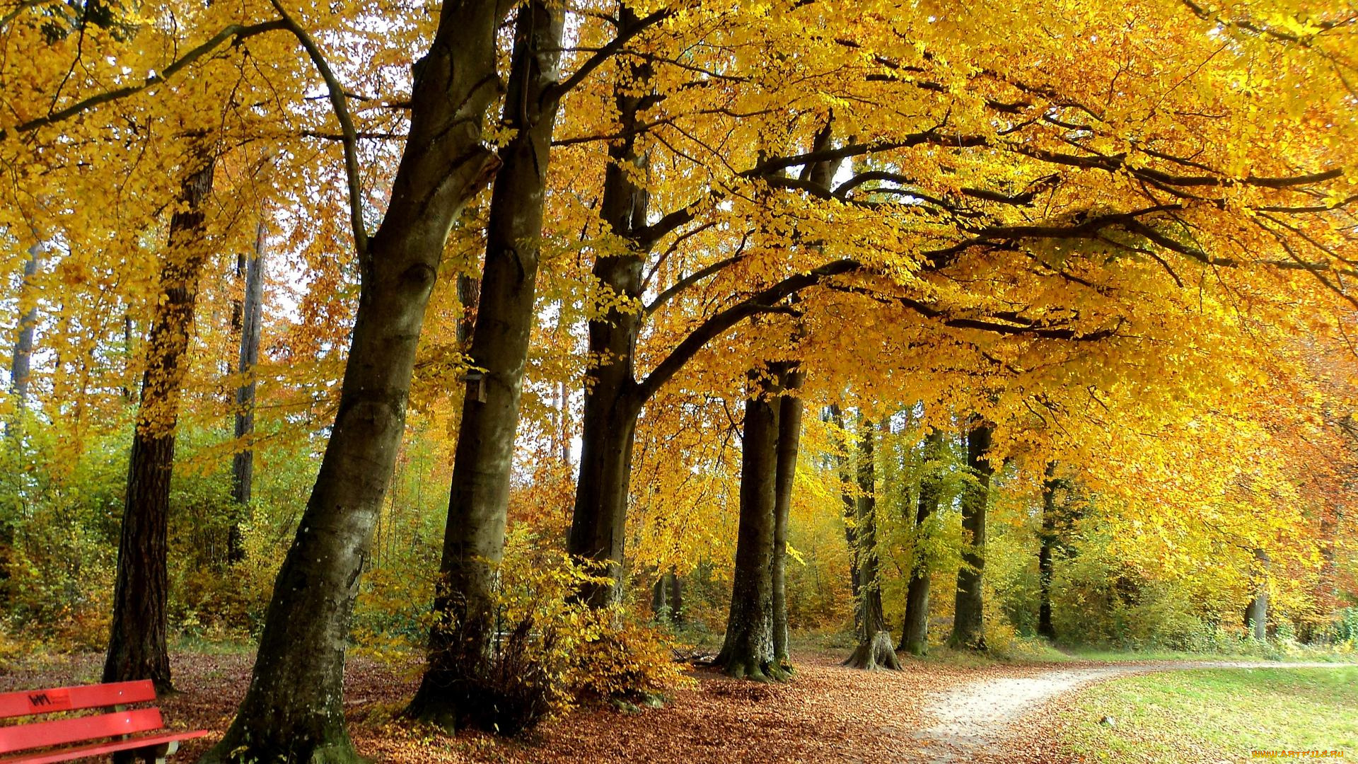 природа, парк, деревья, дорога, лес