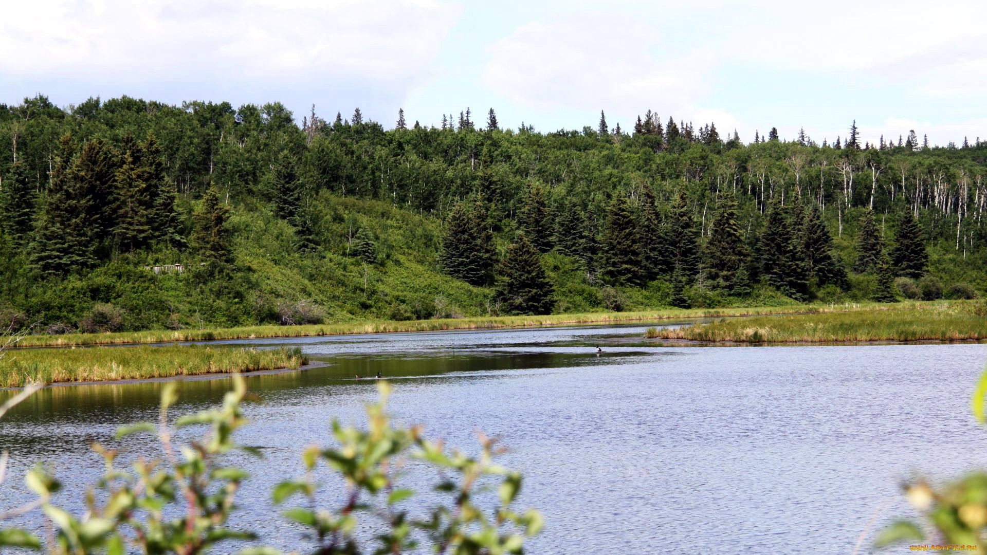 природа, реки, озера, деревья, река, лето