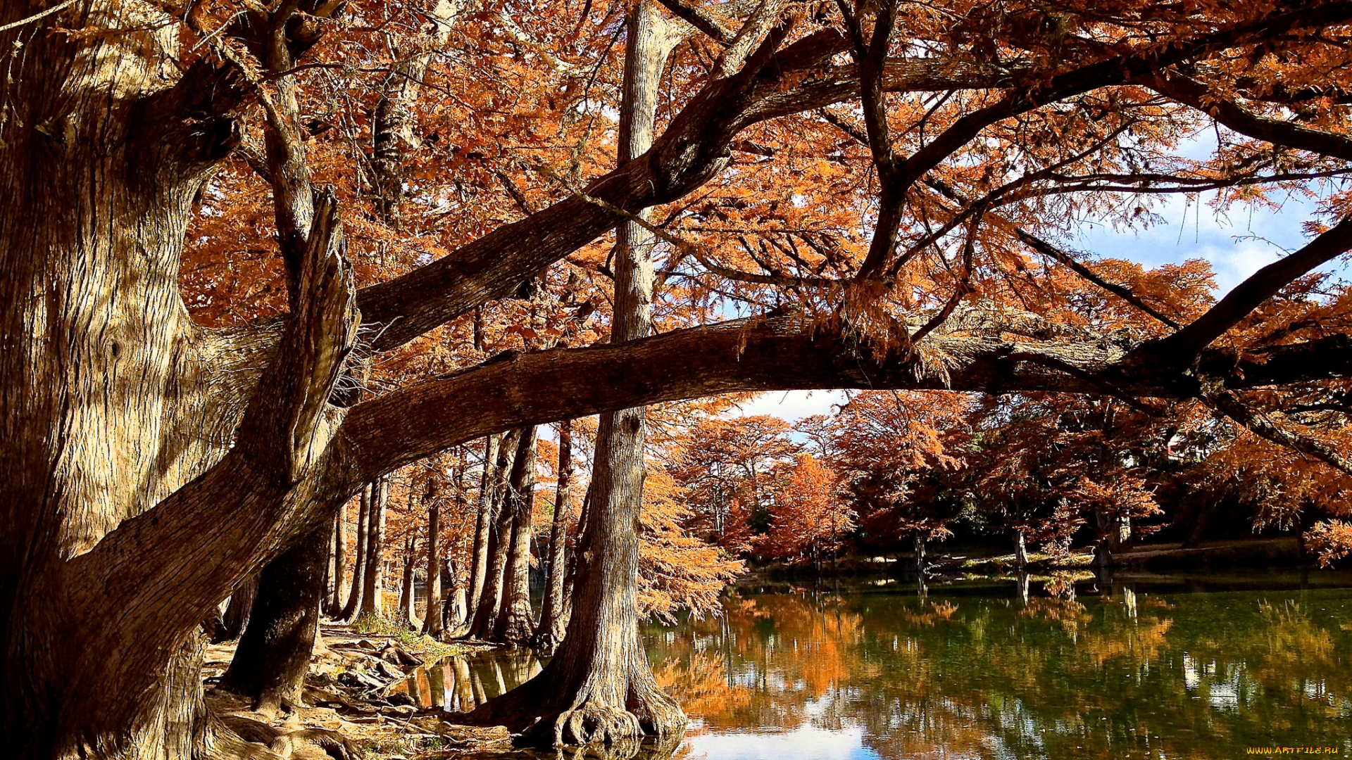 природа, реки, озера, река, лес