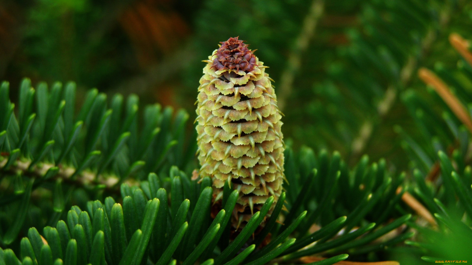 природа, шишки, , жёлуди, , каштаны, макро