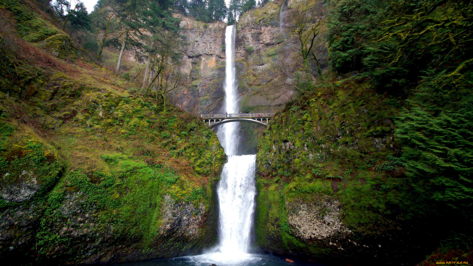 природа, водопады, мостик, вода, поток