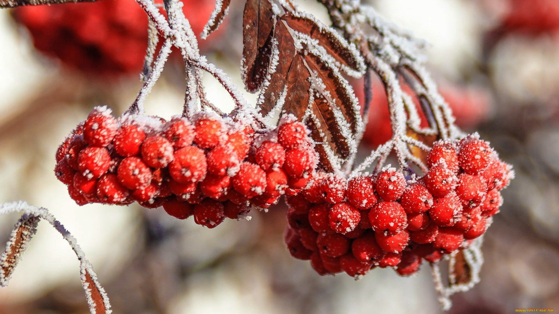 природа, Ягоды, , рябина, иней, гроздья