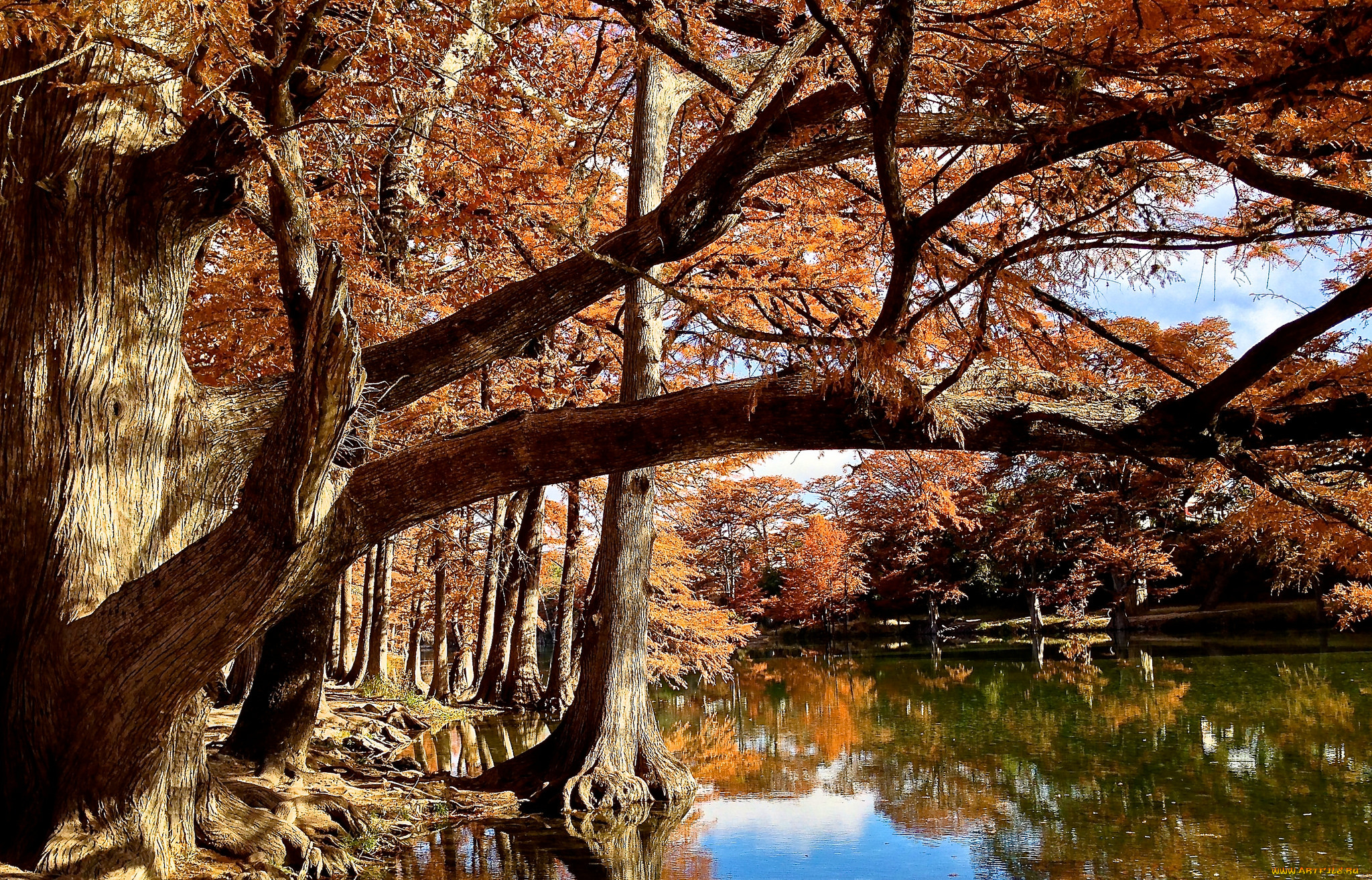 природа, реки, озера, река, лес