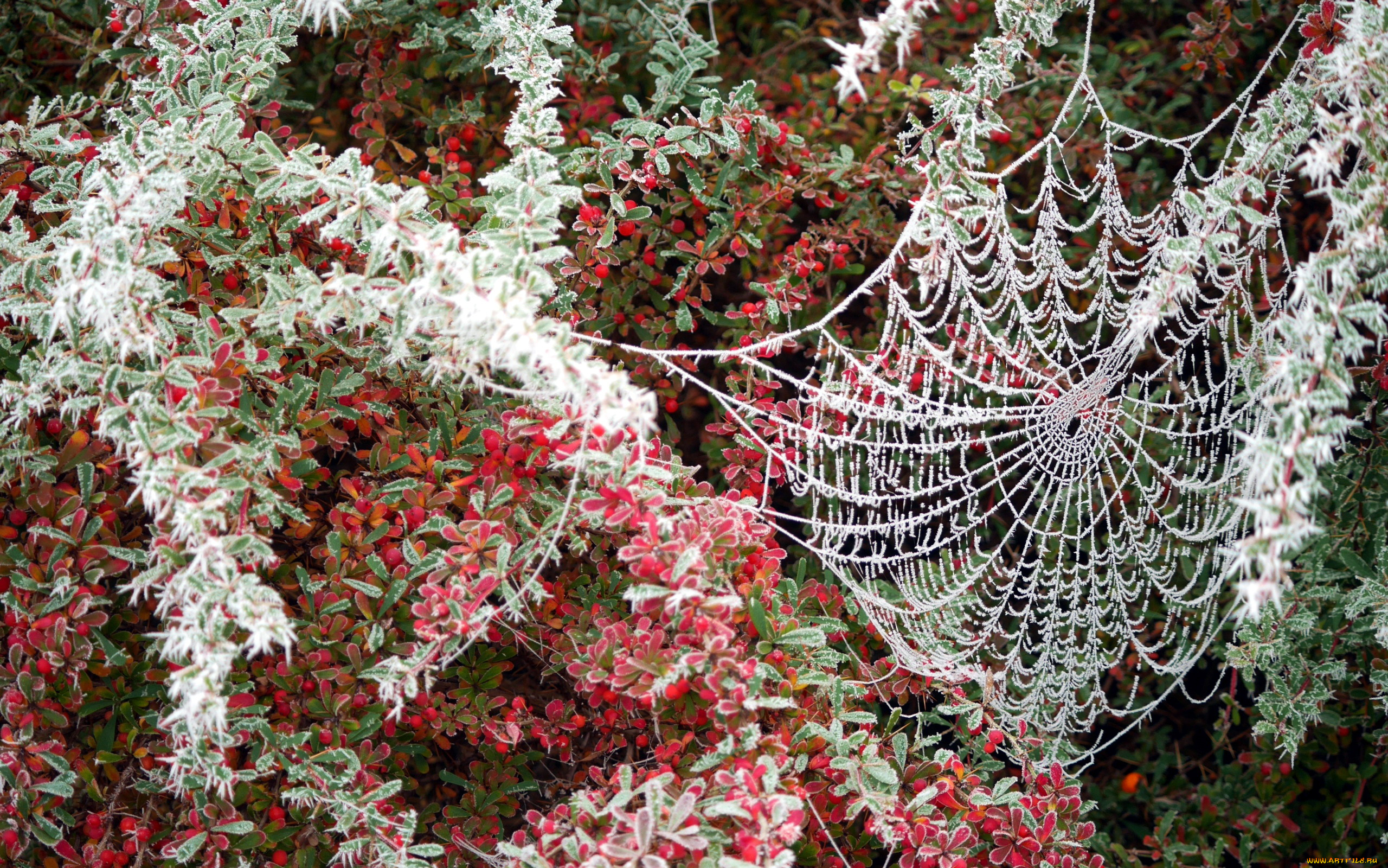 природа, макро, паутина