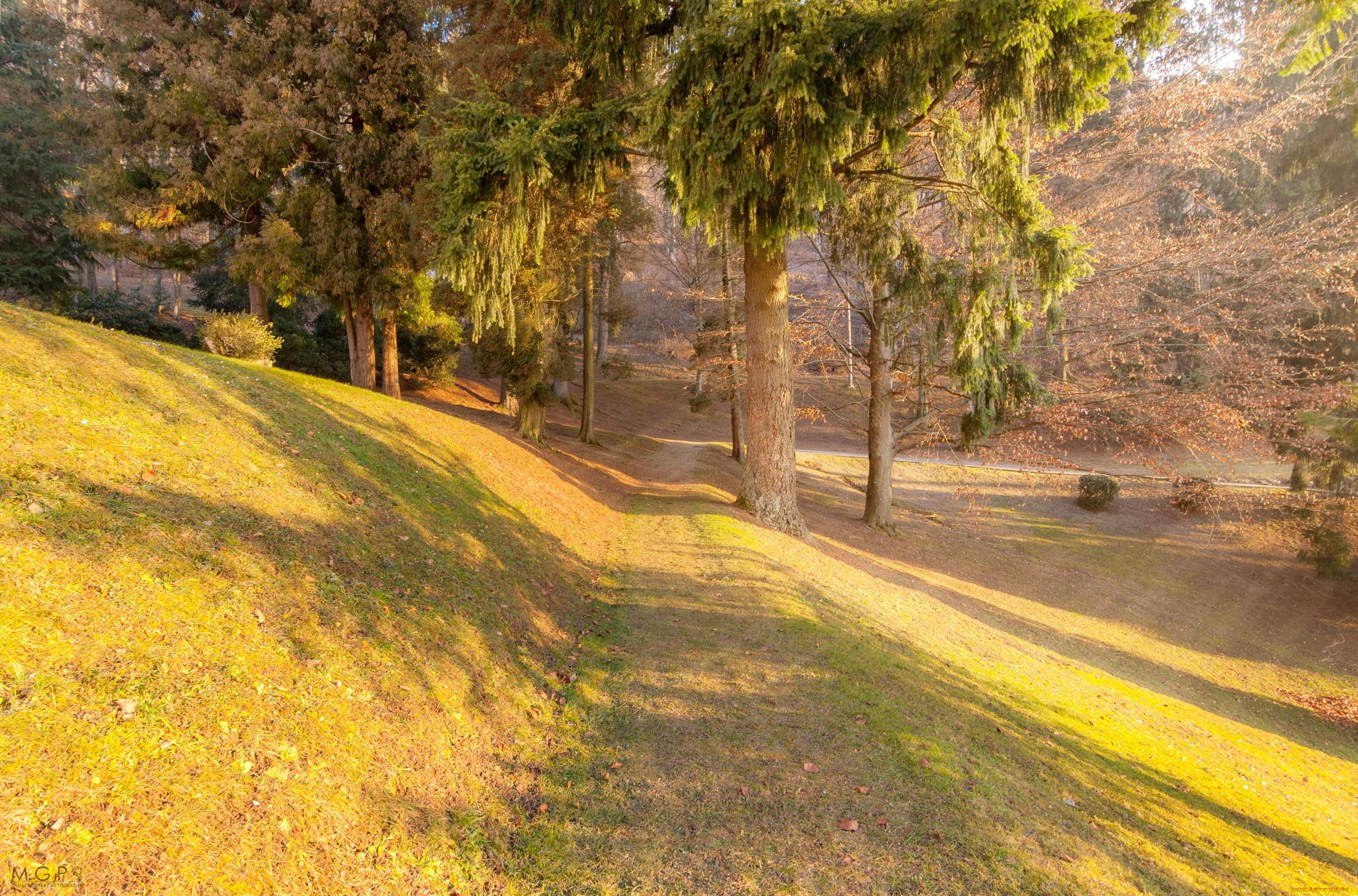 природа, лес, осень, деревья, тропинка