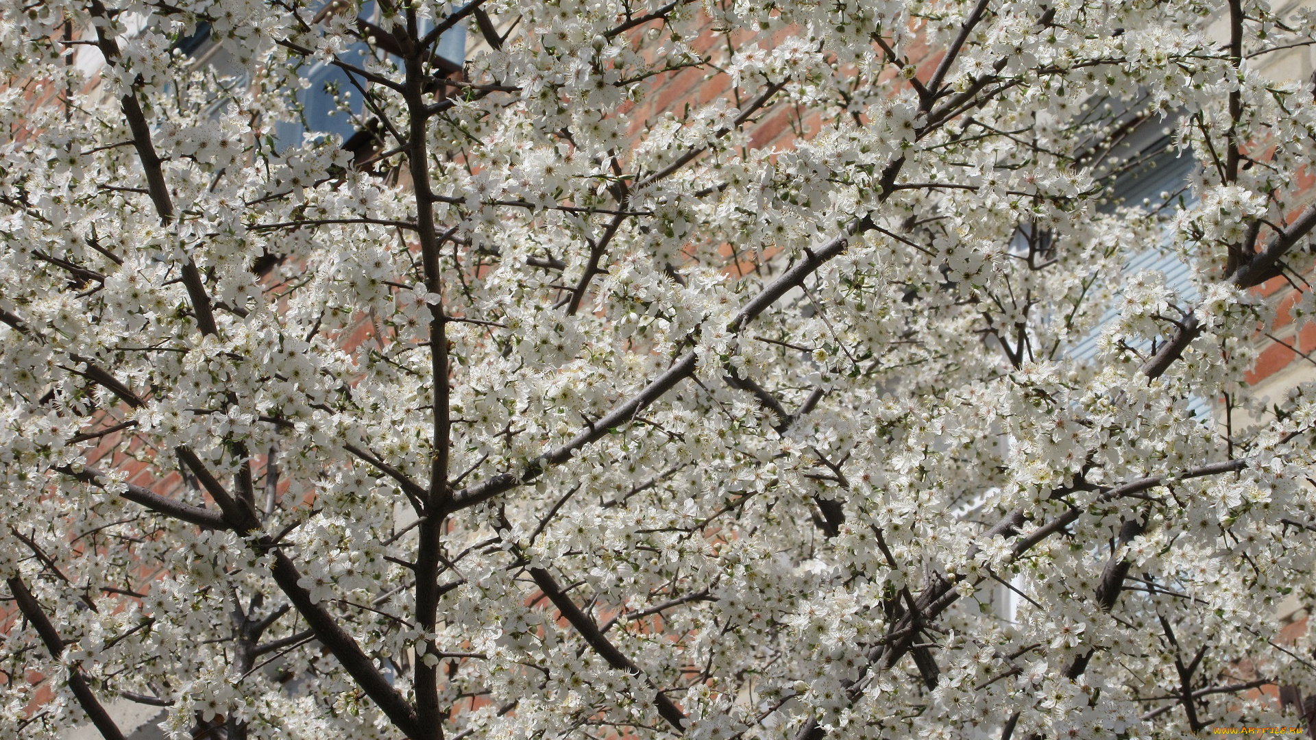 цветы, цветущие, деревья, , , кустарники, апрель, весна, 2018