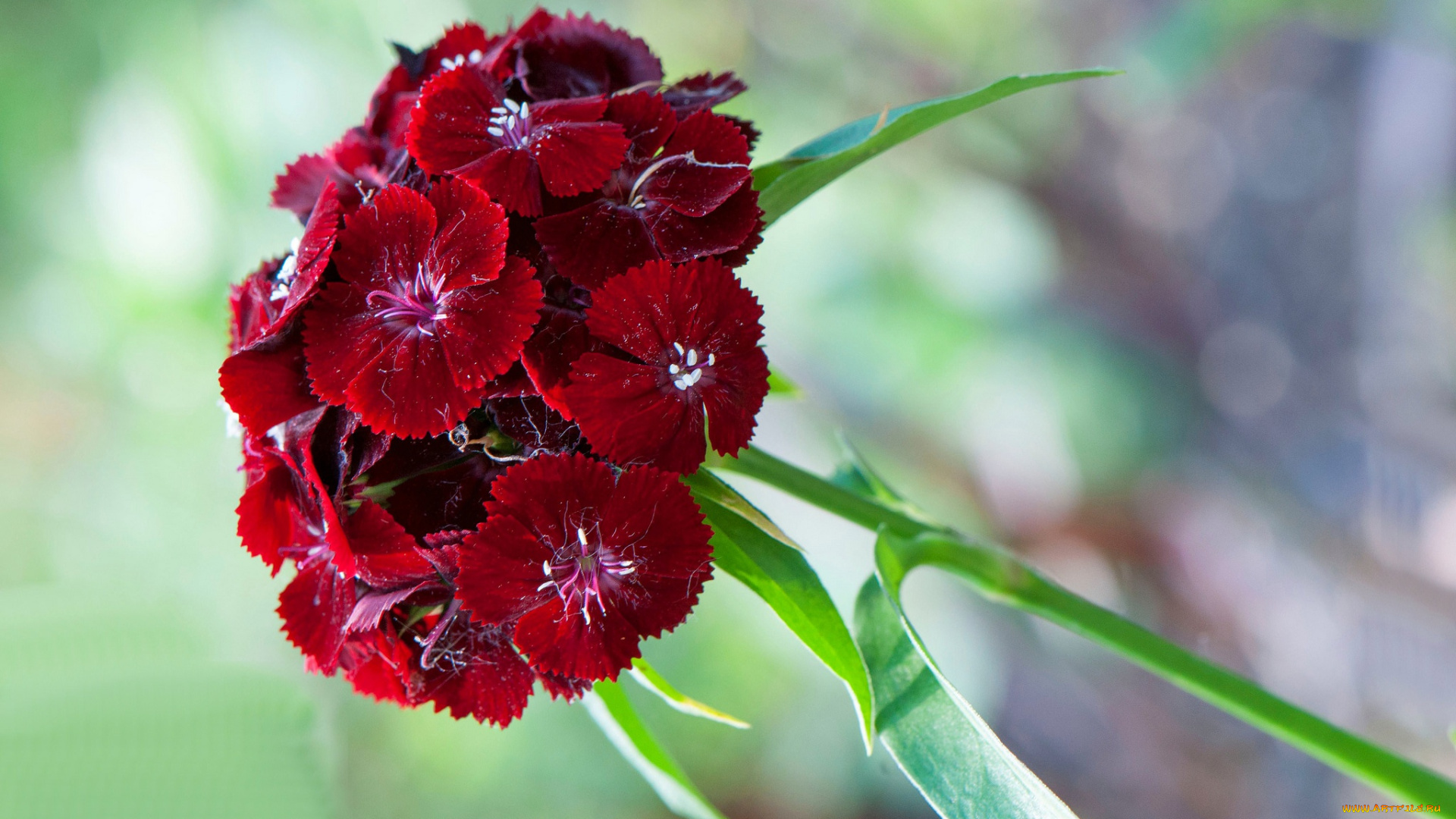 цветы, гвоздики, лепестки, макро, соцветие, китайская, гвоздика
