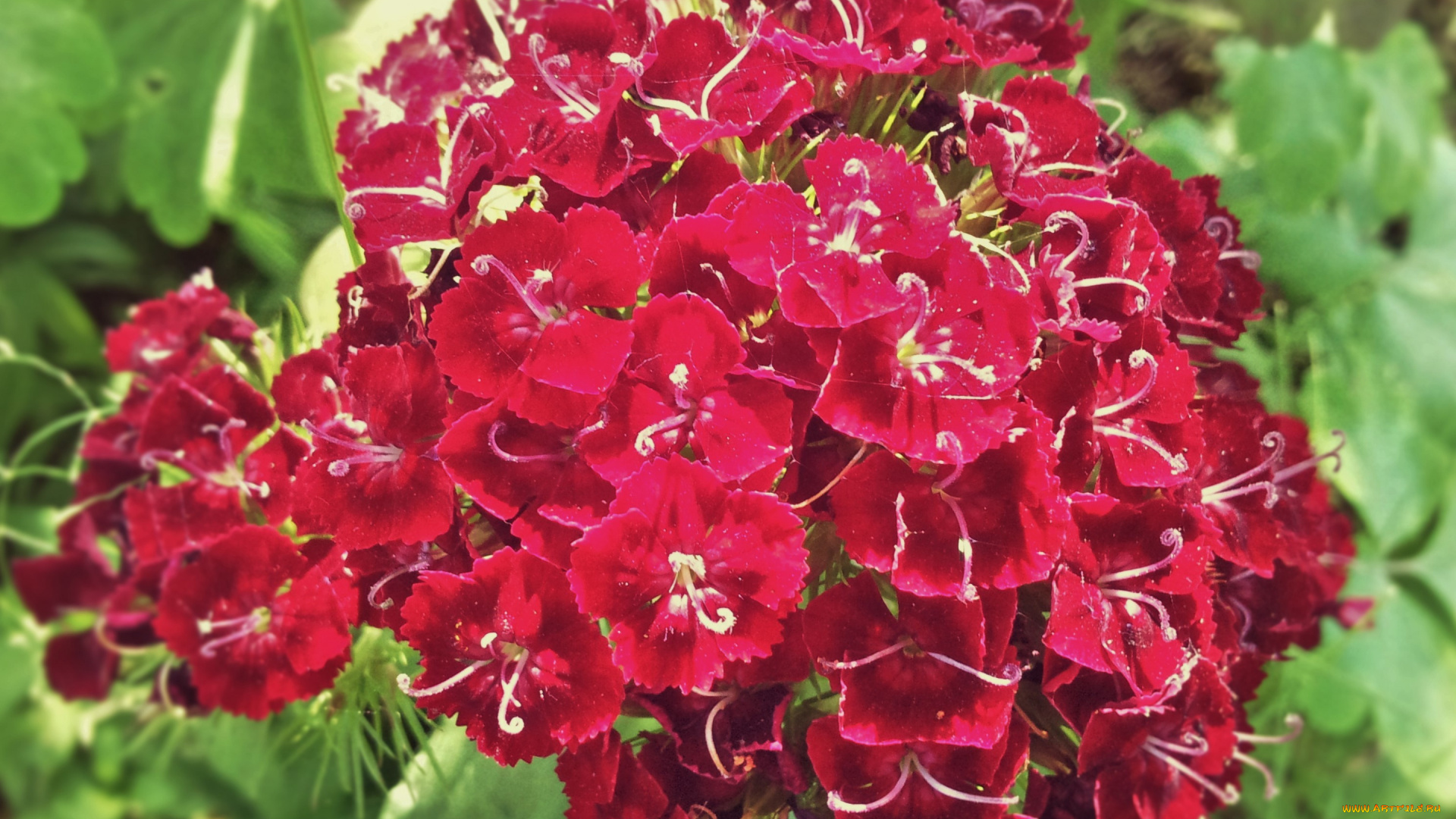 цветы, гвоздики, макро, турецкая, гвоздика