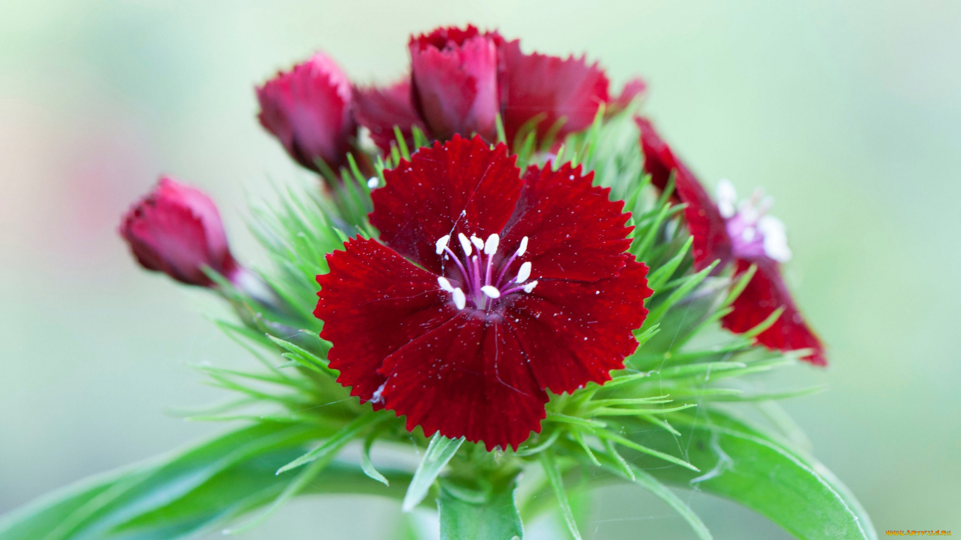 цветы, гвоздики, природа, китайская, гвоздика, цветок, лепестки