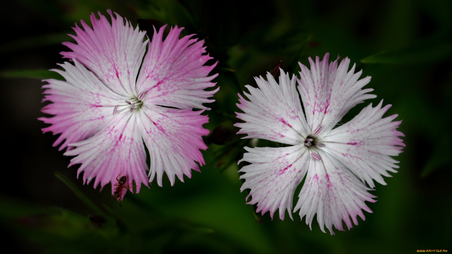 цветы, гвоздики, природа, лепестки, гвоздика