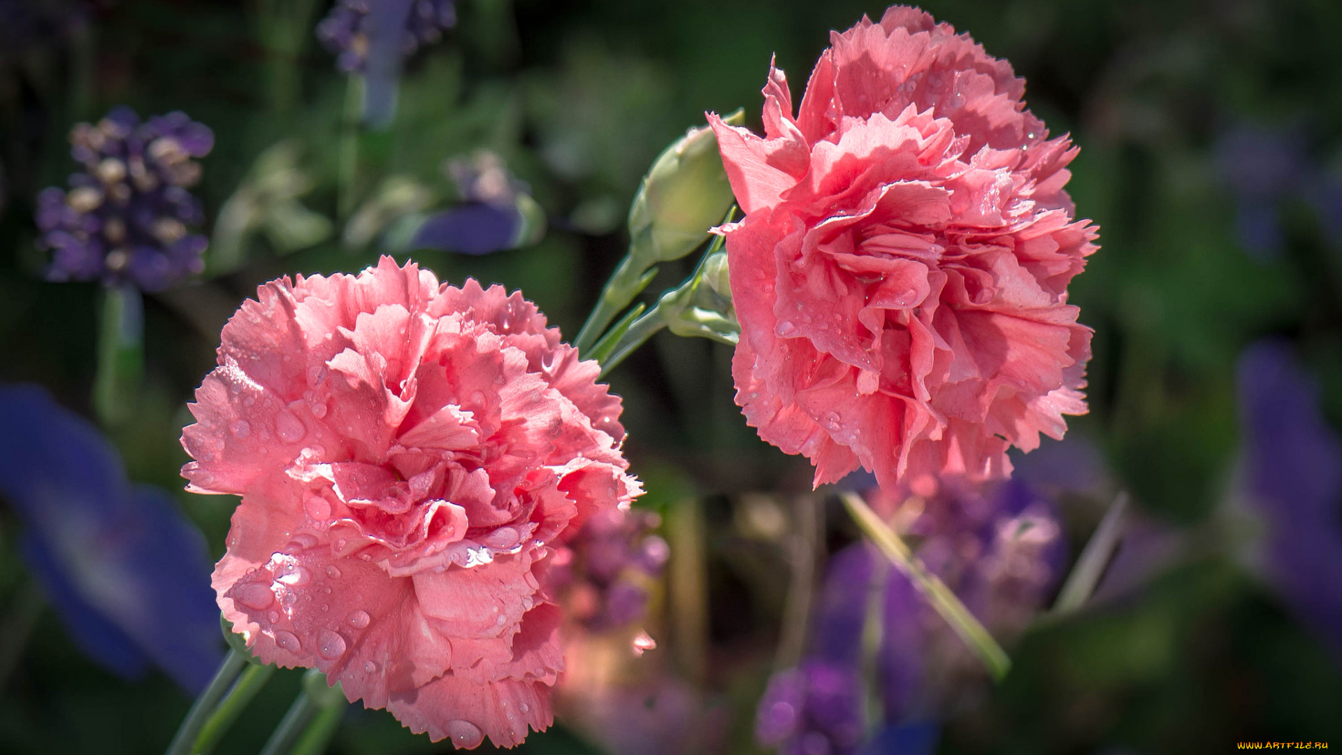 цветы, гвоздики, вода, природа, макро, бутон, капли, роса, гвоздика, лепестки