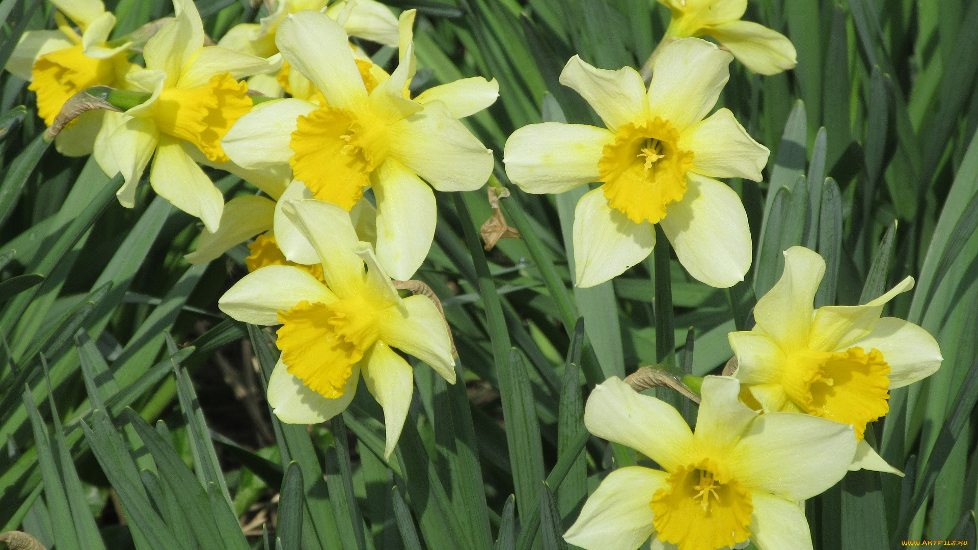 цветы, нарциссы, весна, 2018, апрель