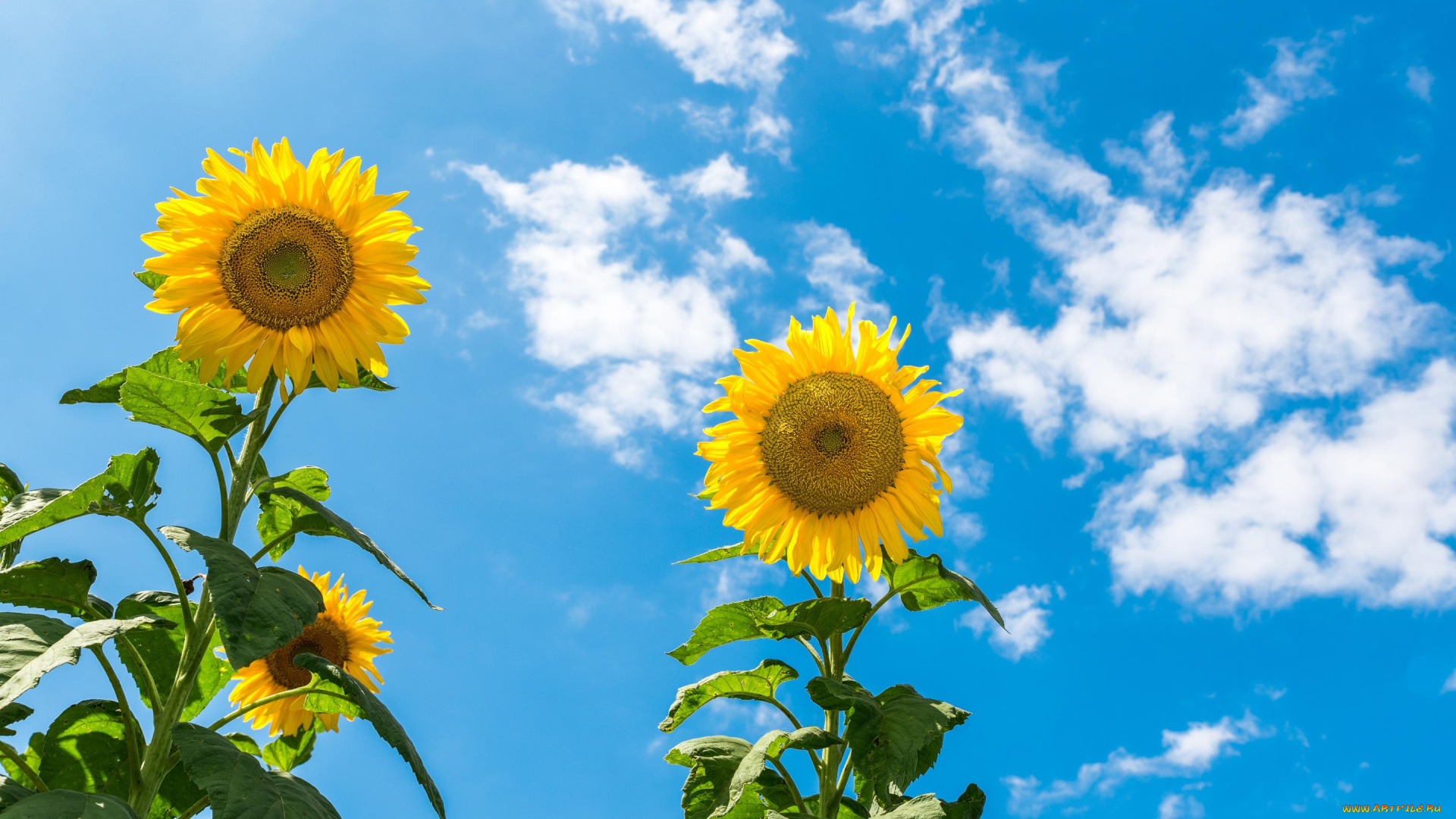 цветы, подсолнухи