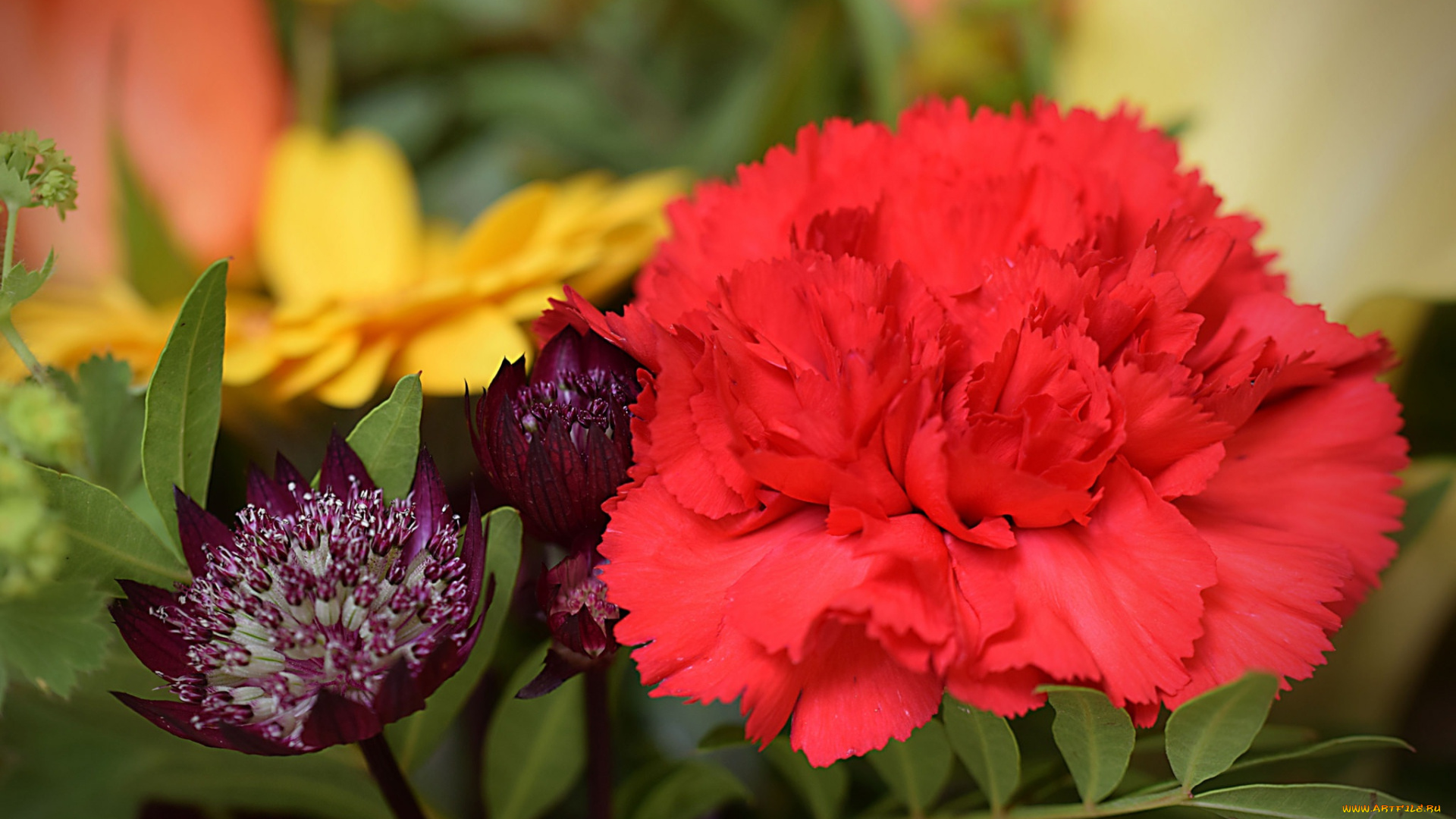 цветы, разные, вместе, алая, гвоздика, макро, астранция