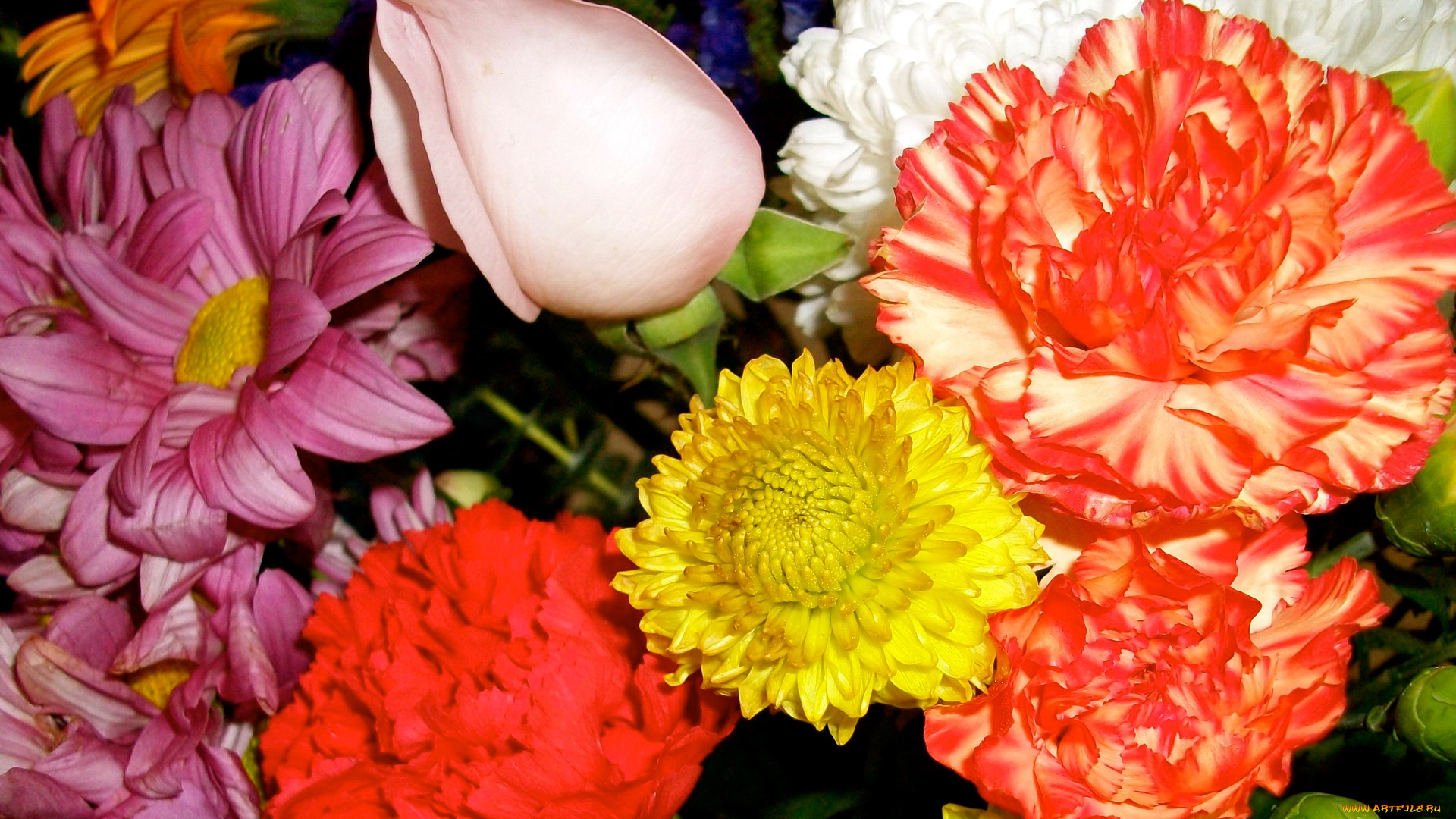 цветы, разные, вместе, лепестки, роза, букет, гвоздика