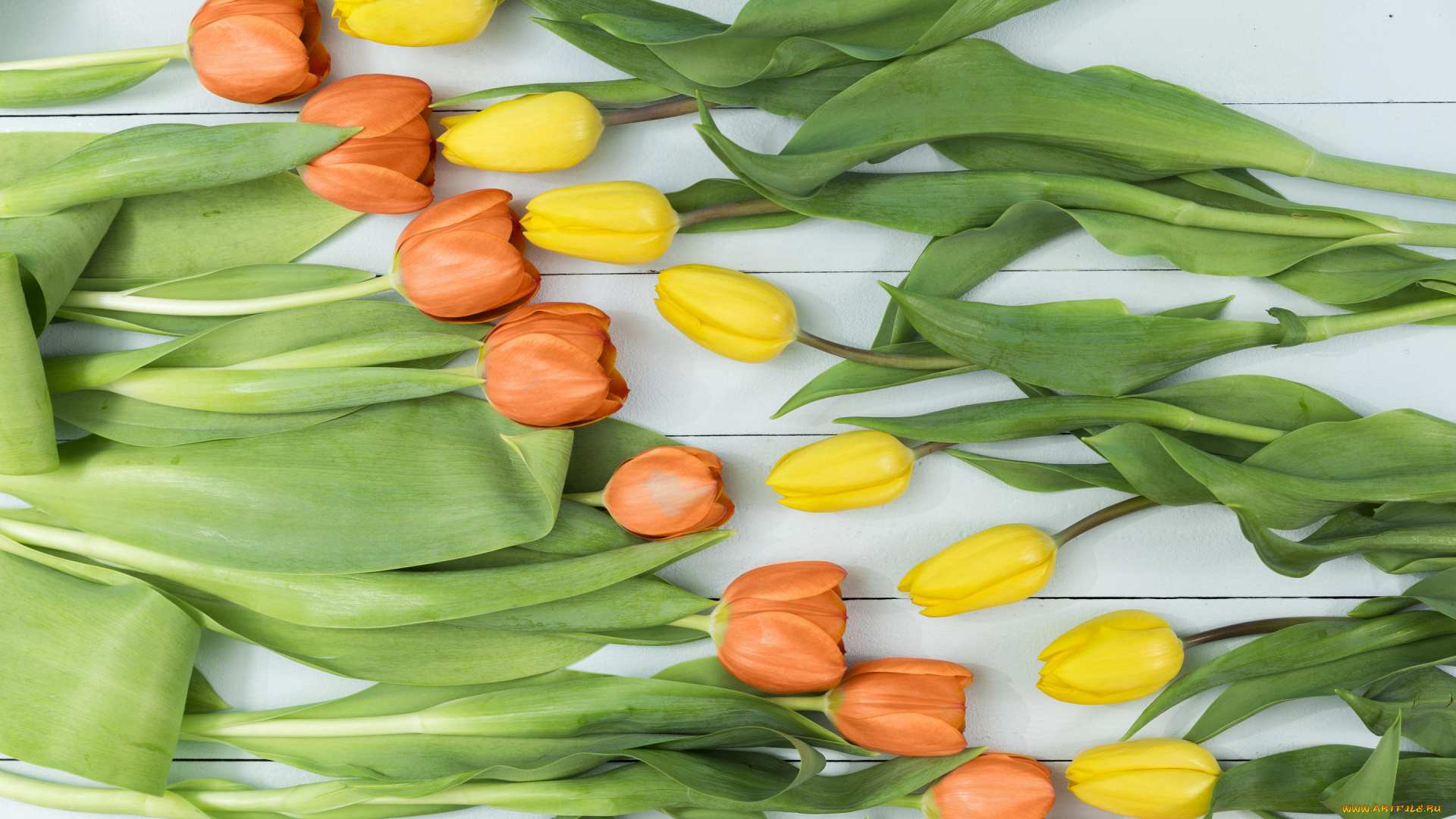 цветы, тюльпаны, фон, лепестки