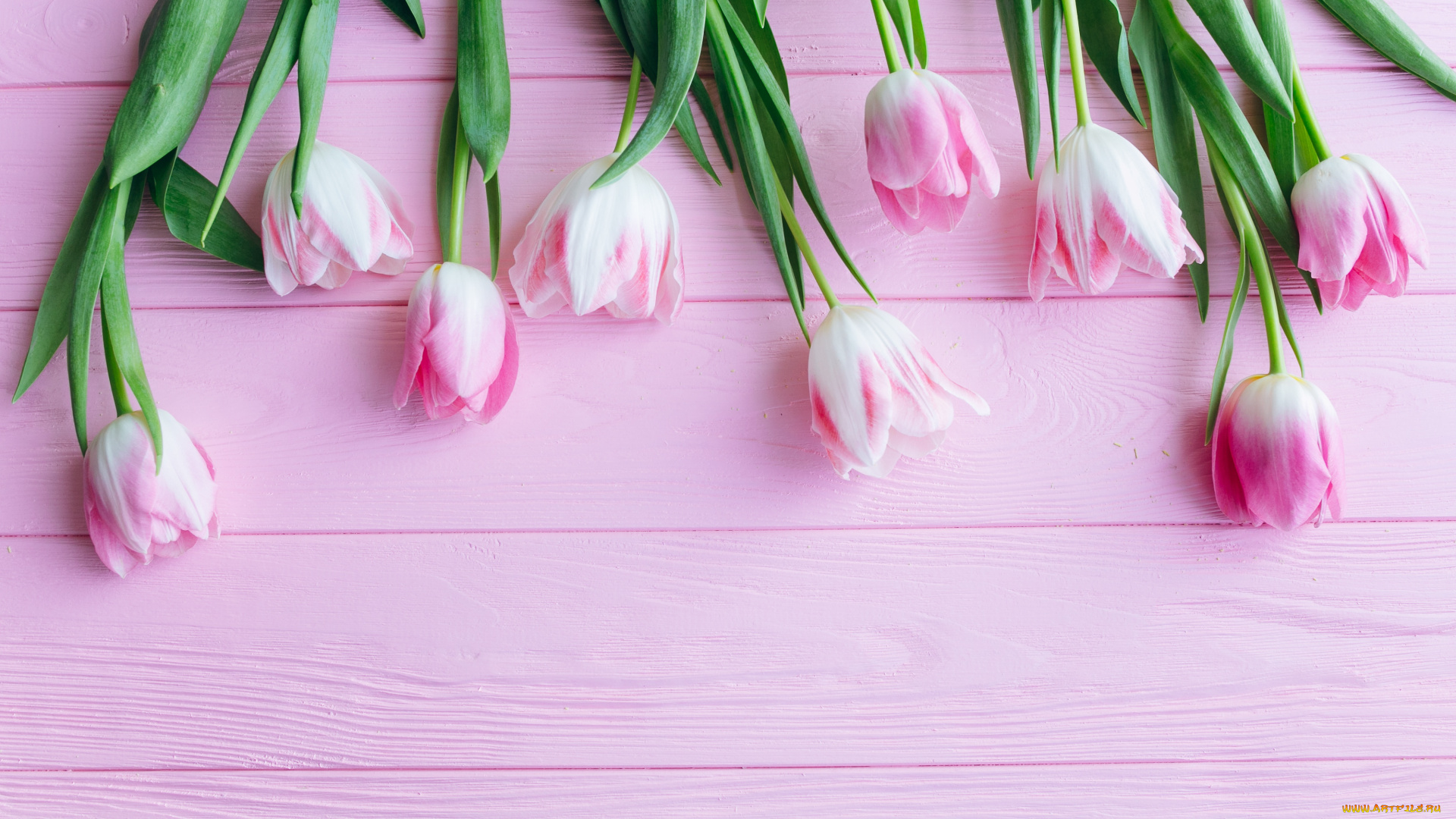 цветы, тюльпаны, лепестки, фон