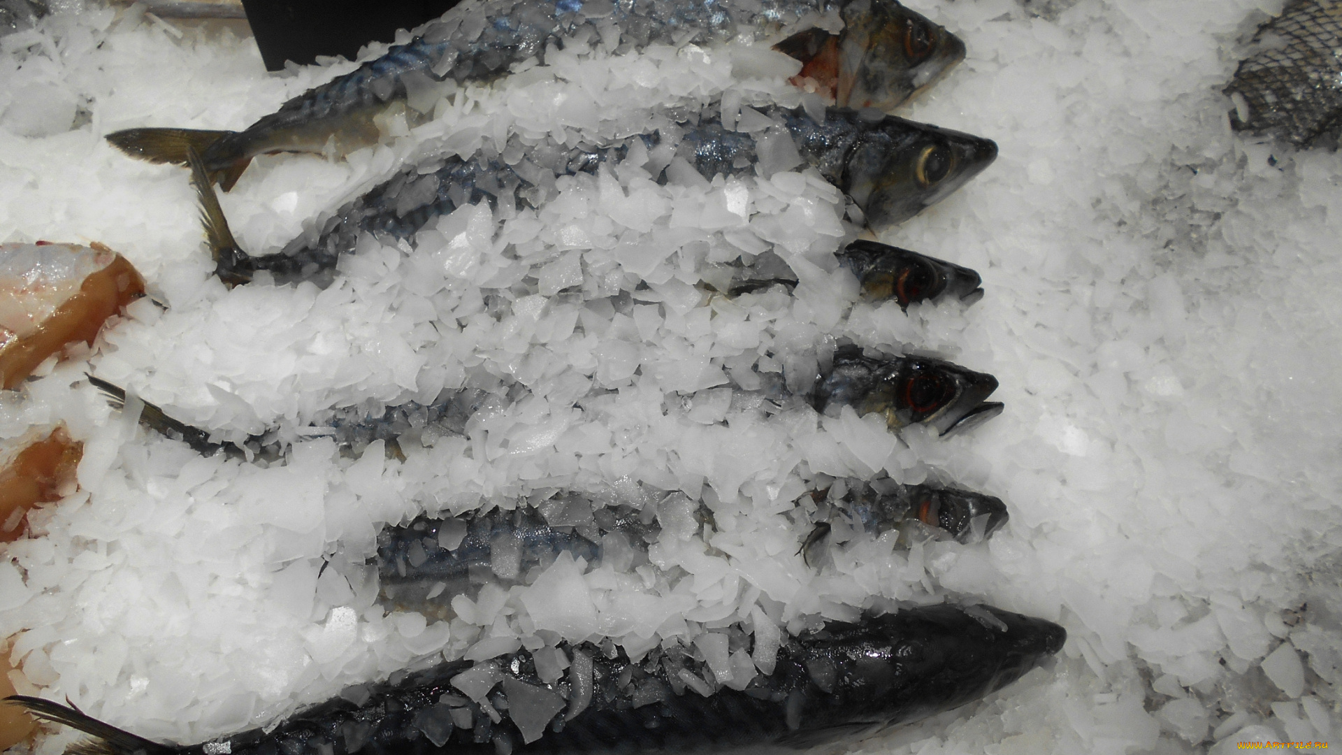 еда, рыба, , морепродукты, , суши, , роллы