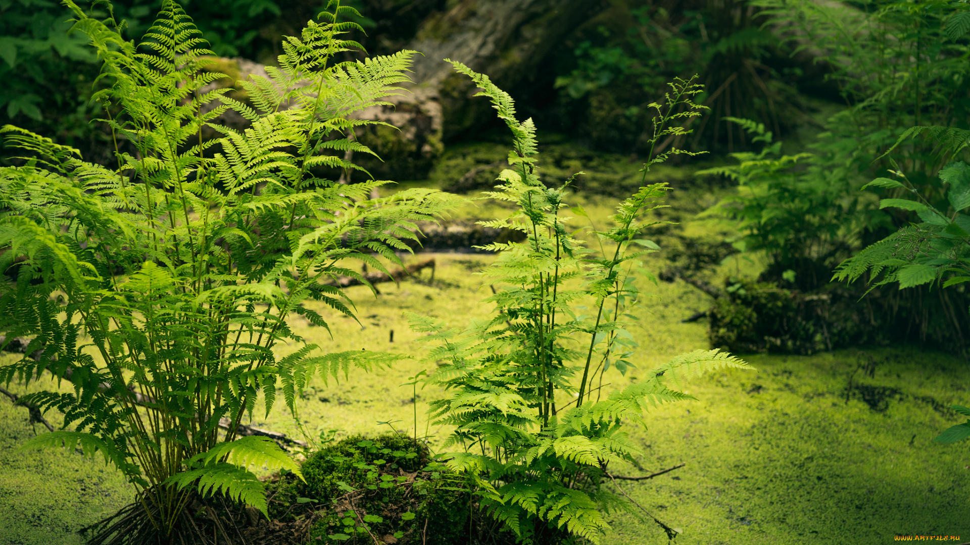 природа, реки, озера, простор