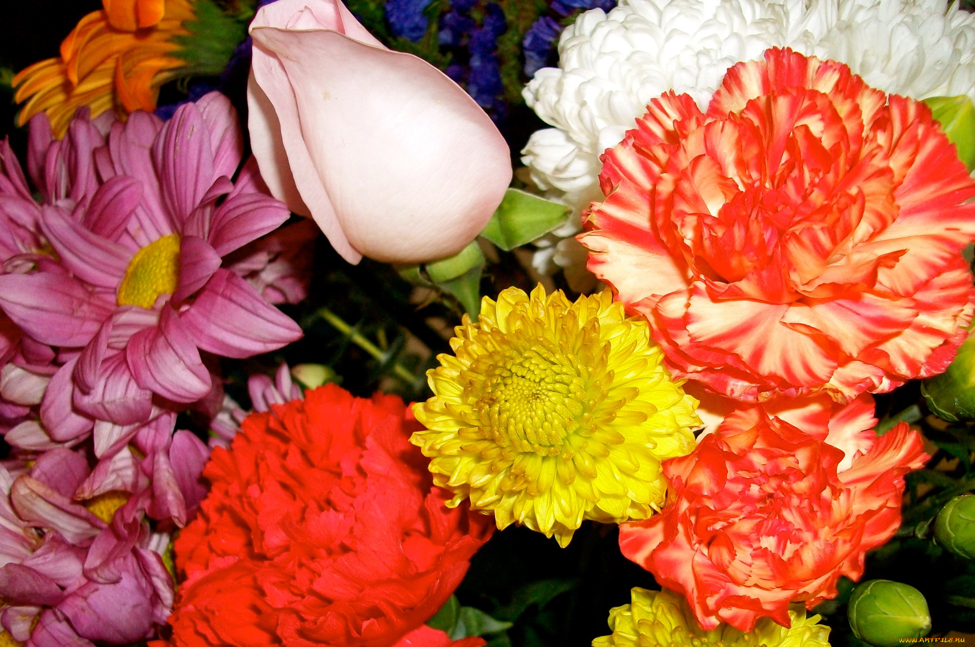 цветы, разные, вместе, лепестки, роза, букет, гвоздика