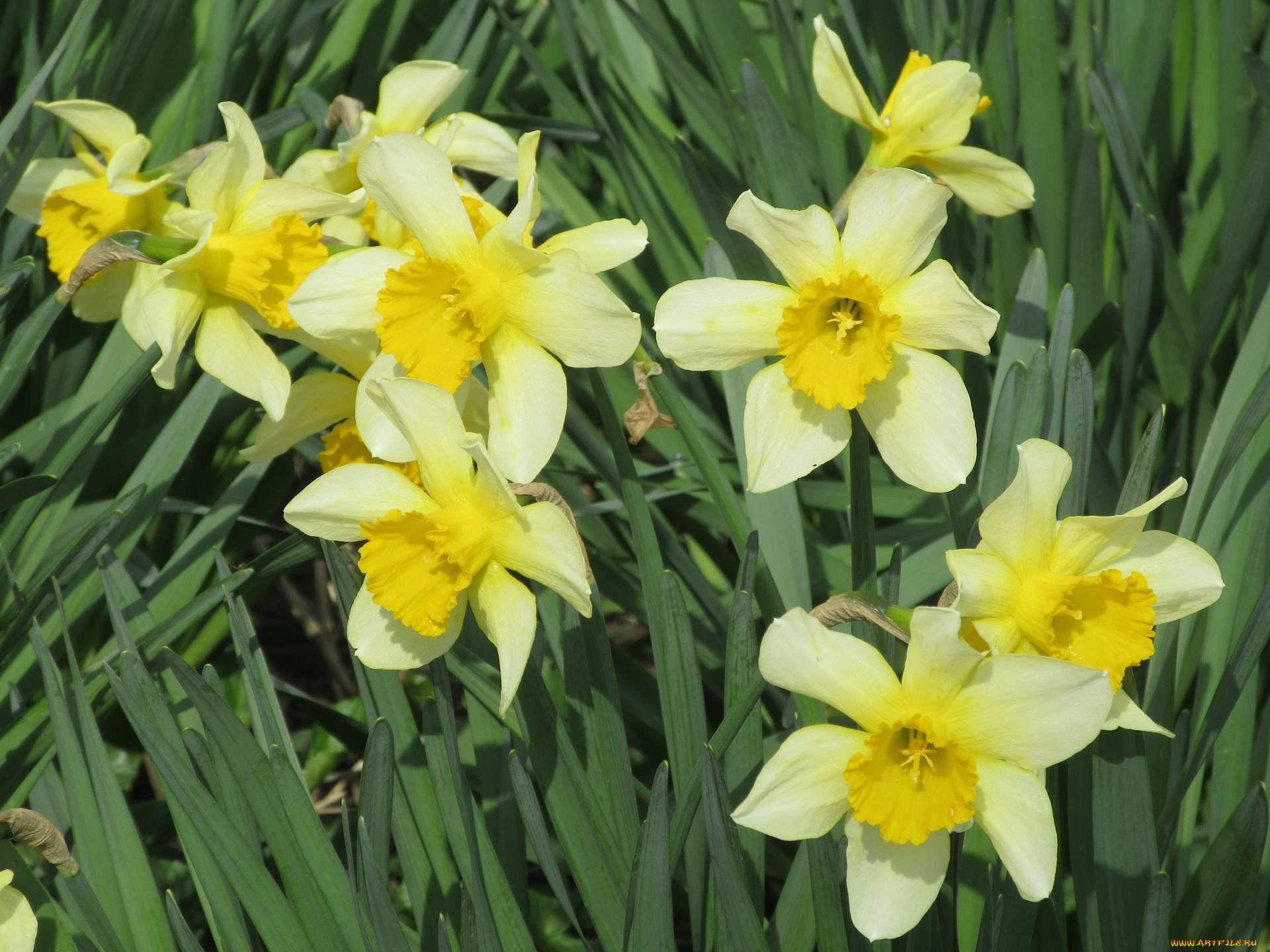 цветы, нарциссы, весна, 2018, апрель