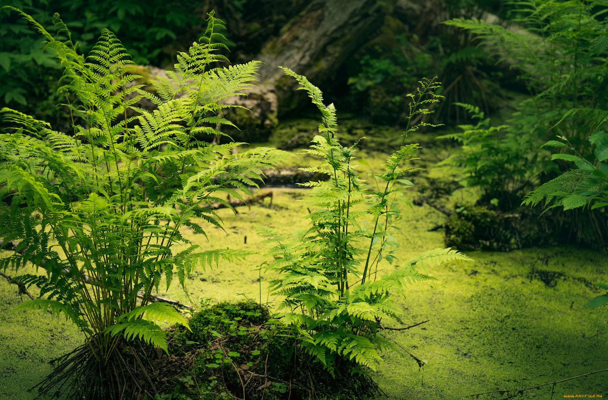 природа, реки, озера, простор