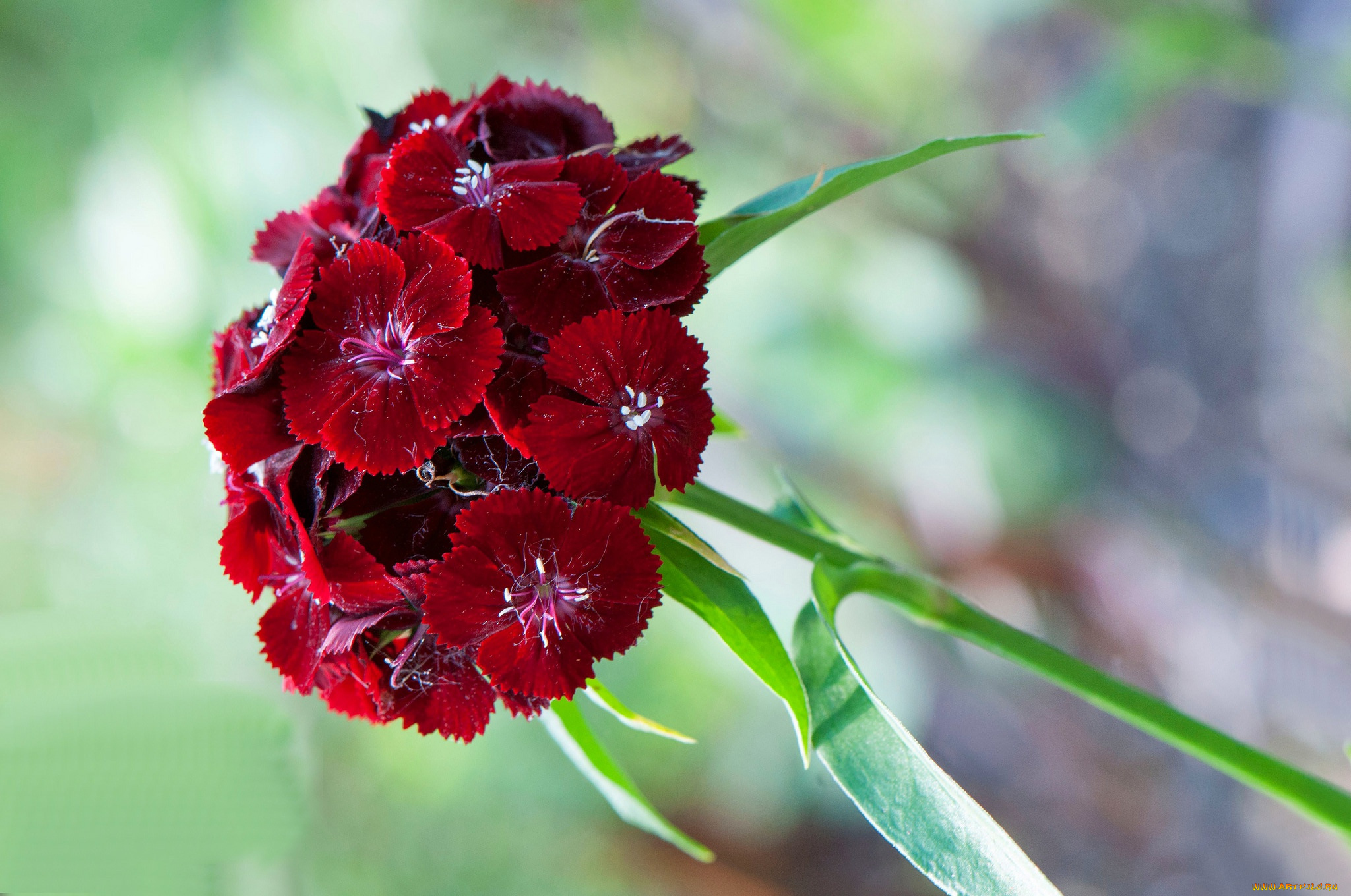 цветы, гвоздики, лепестки, макро, соцветие, китайская, гвоздика