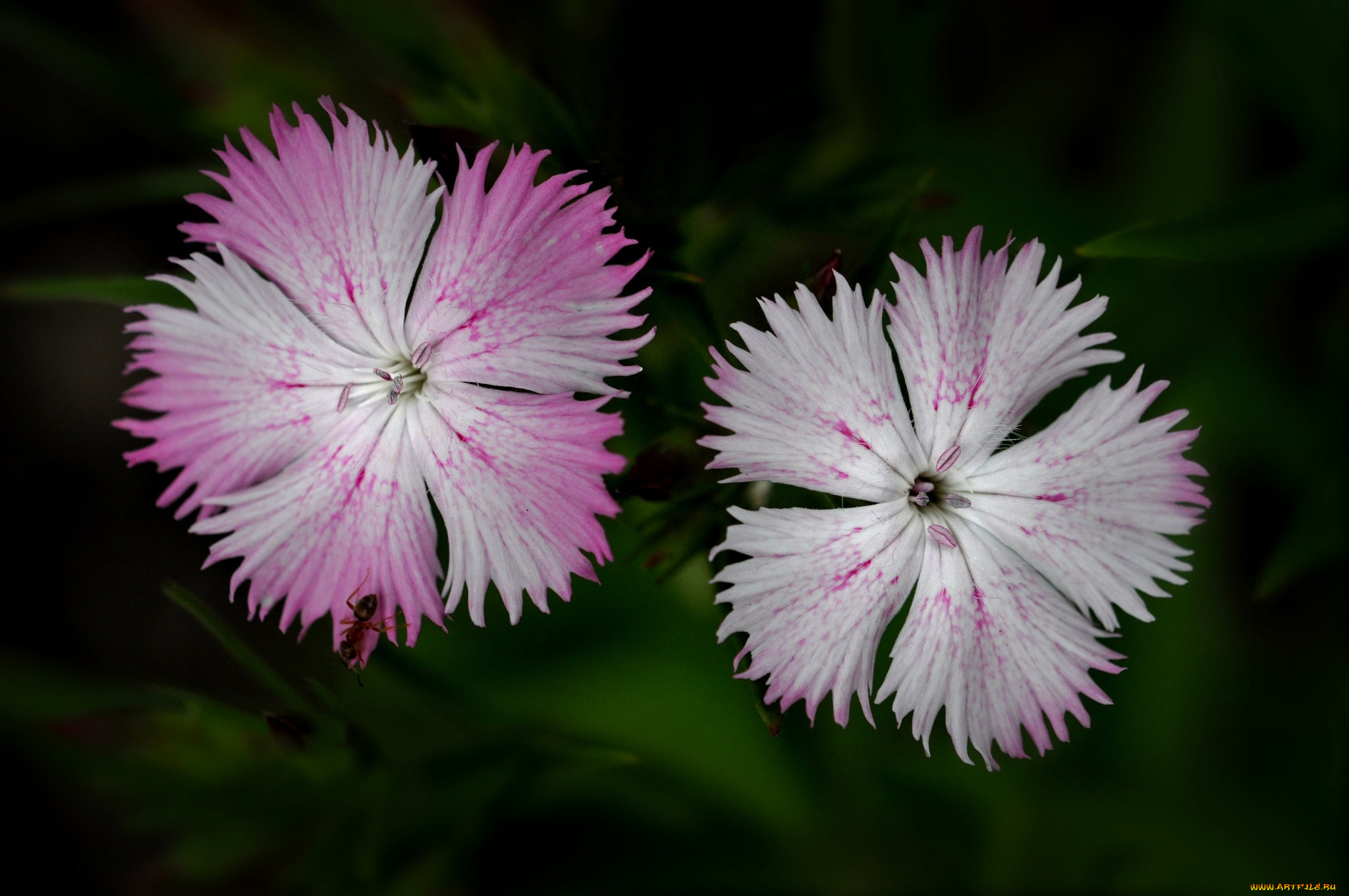 цветы, гвоздики, природа, лепестки, гвоздика