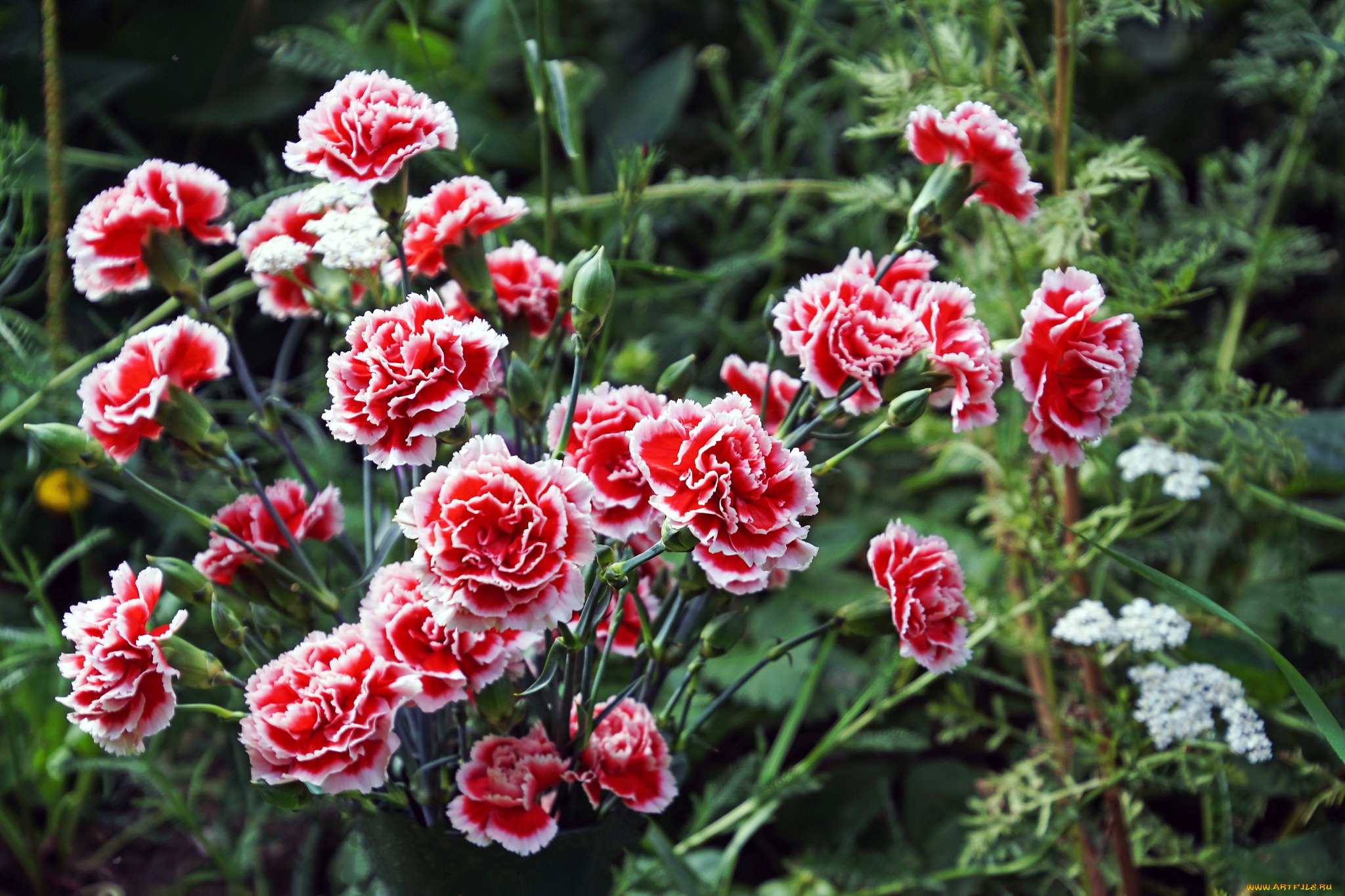 цветы, гвоздики, бутон, краски, лепестки, сад, природа, гвоздика