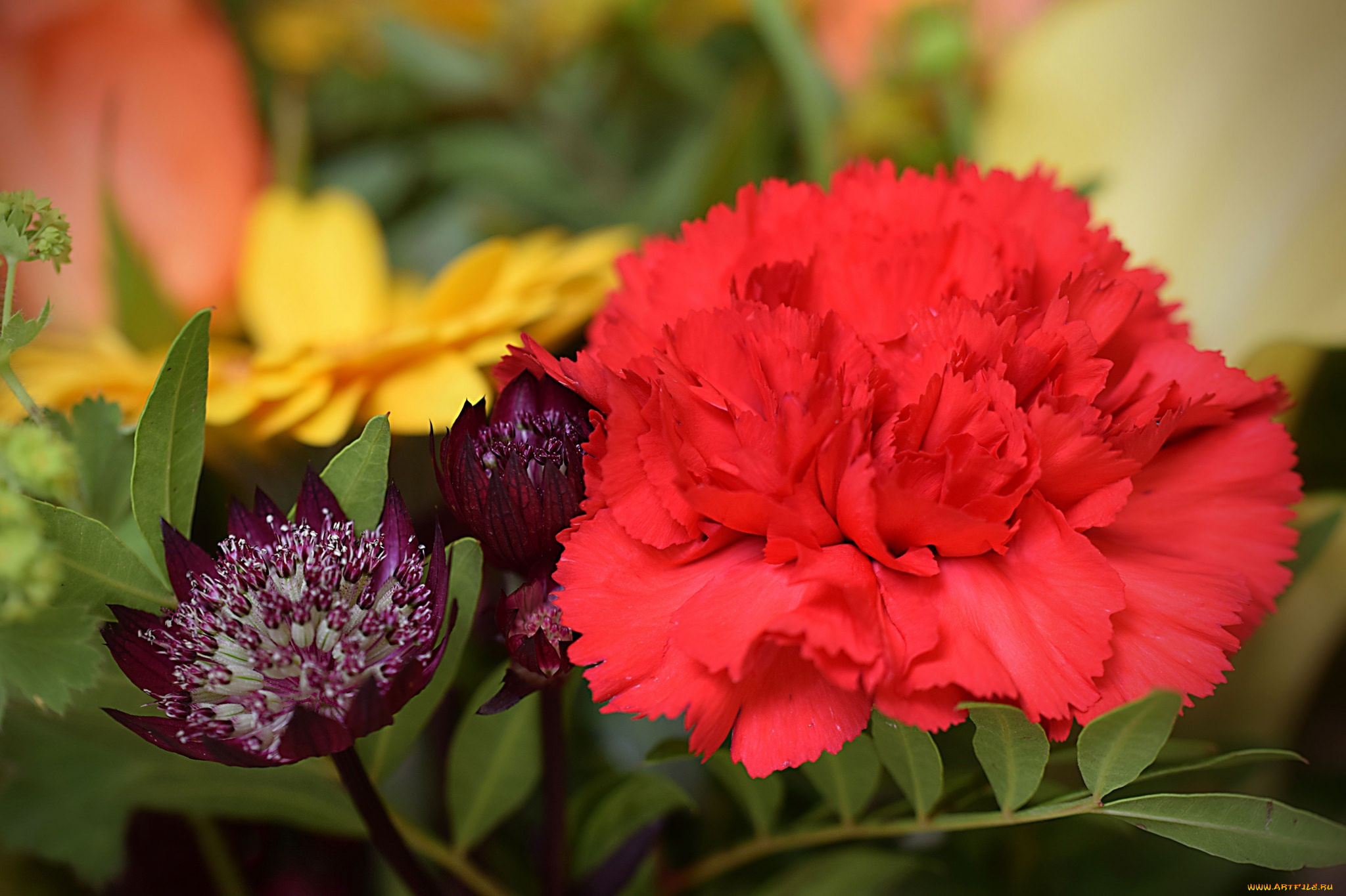 цветы, разные, вместе, алая, гвоздика, макро, астранция