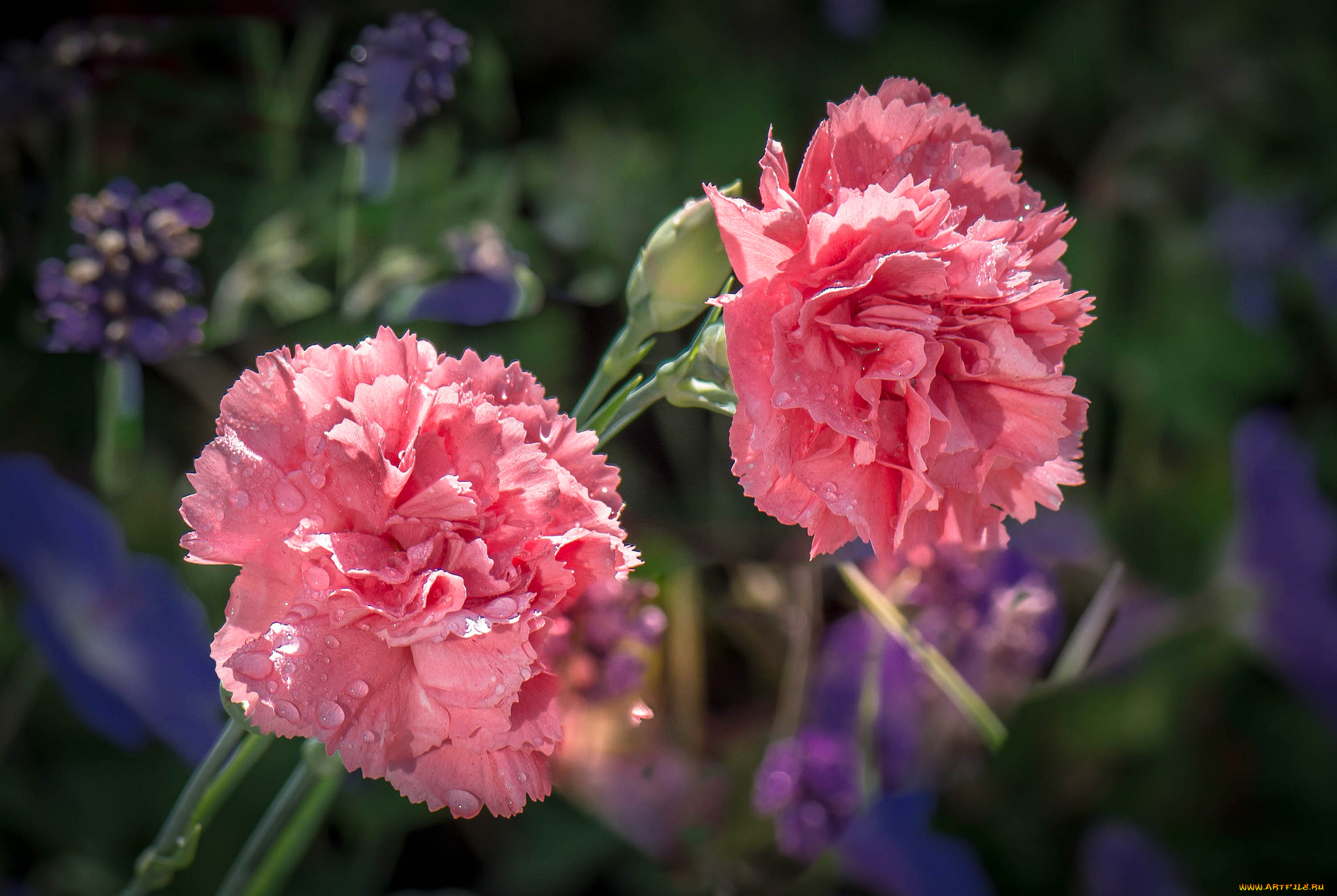 цветы, гвоздики, вода, природа, макро, бутон, капли, роса, гвоздика, лепестки