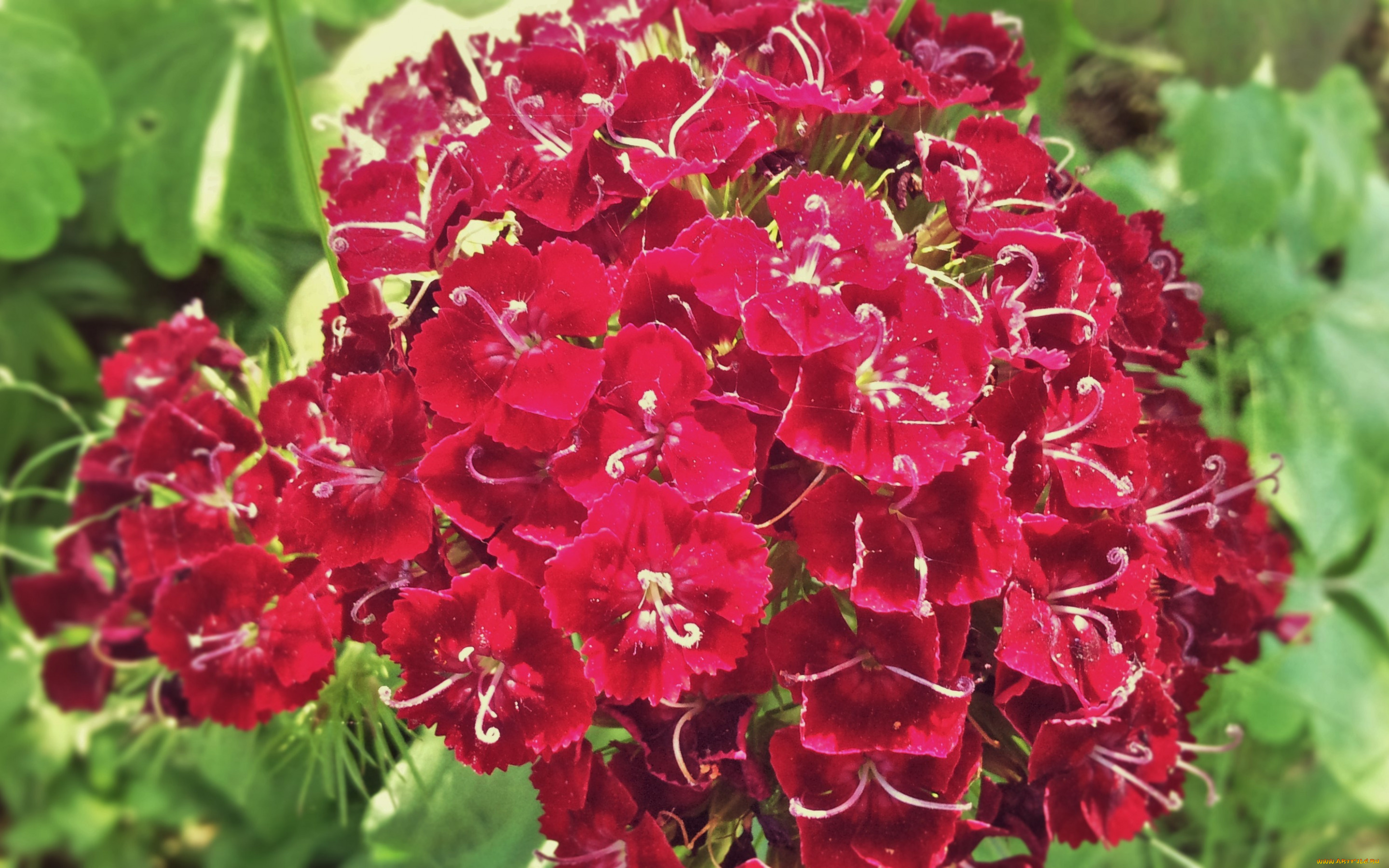 цветы, гвоздики, макро, турецкая, гвоздика